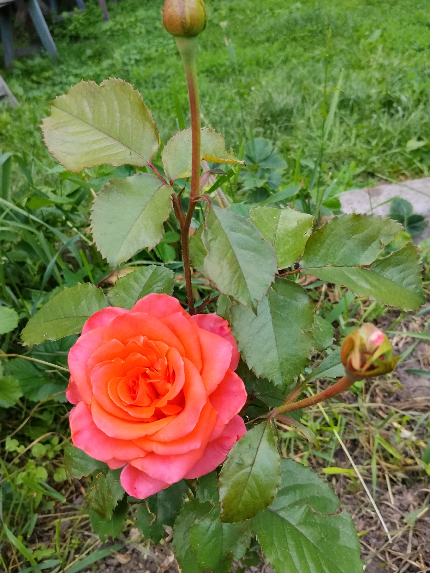 A close-up, eye-level shot captures a vibrant, coral-pink rose in bloom, positioned slightly off-center to the left. The rose's petals are tightly furled in the center and gradually open outwards, revealing delicate textures and shades of orange and pink. Two rose buds are also visible: one at the top of the frame, pointing upwards, and another to the right, smaller and more compact. The plant's stem is a reddish-brown, adorned with pointed green leaves, some of which show signs of minor damage, possibly from insects. The background is a soft blur of lush green grass and a hint of dry earth, suggesting an outdoor setting. The overall impression is one of natural beauty, likely in a garden or park.