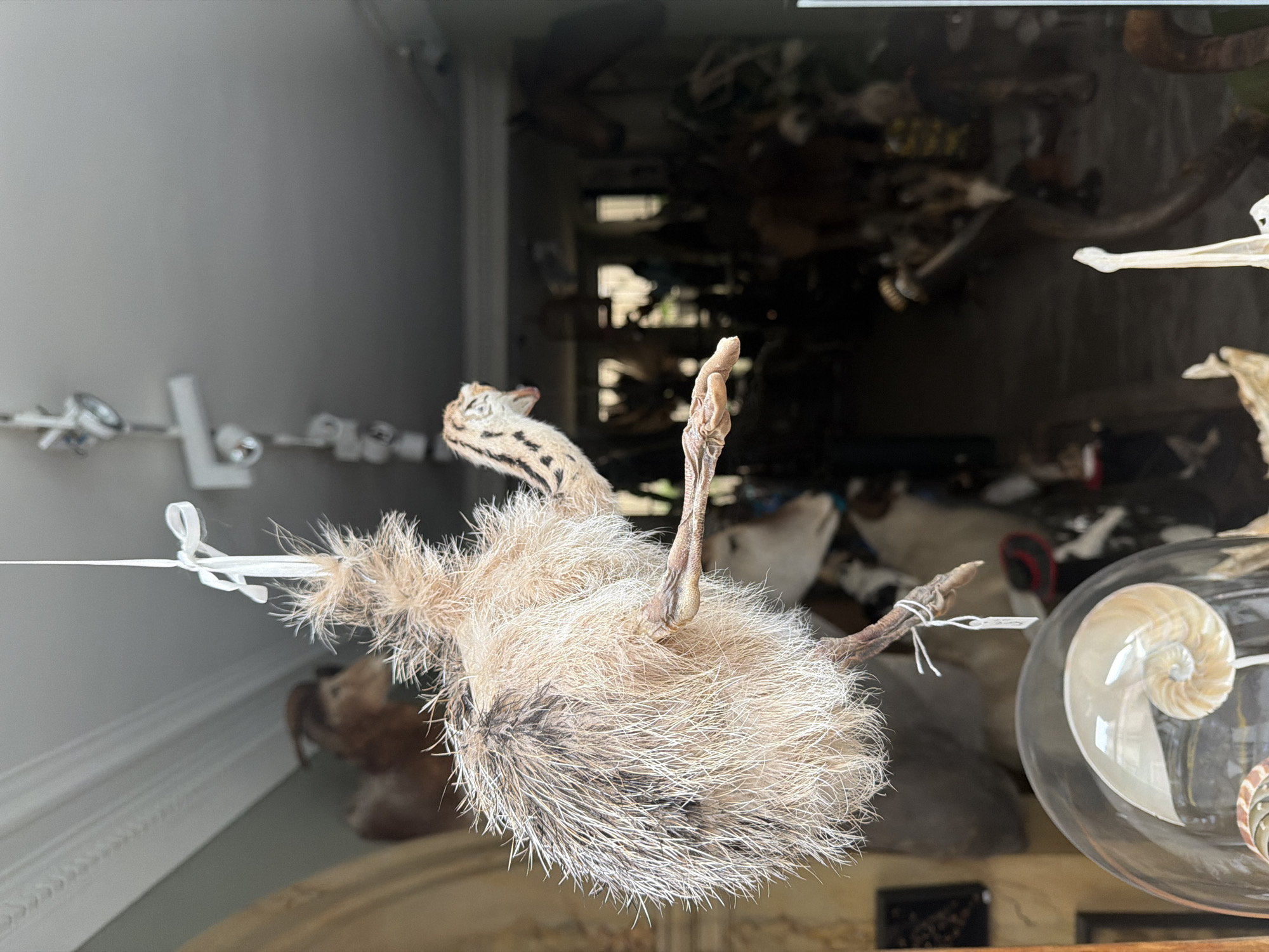 A taxidermied serval cat hangs upside down in what appears to be a curiosity shop. The cat, suspended by white string tied to its legs, displays characteristic black markings on its face and a light-colored, fluffy coat. The background is filled with an assortment of taxidermied animals and curiosities arranged on shelves. A nautilus shell in a glass enclosure is visible to the right of the cat. The shop’s interior seems dimly lit. The location is Paris, France.