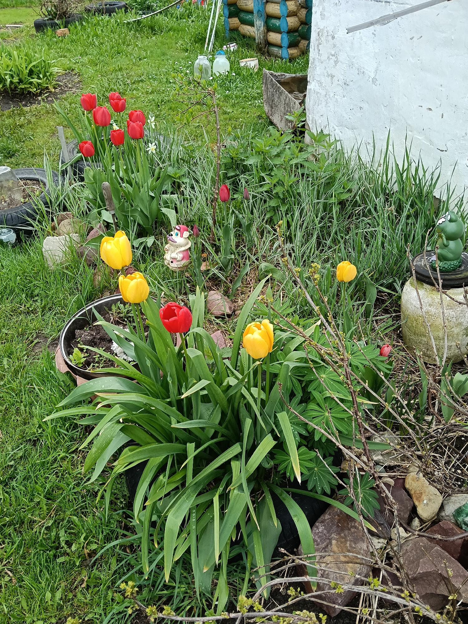 A vibrant, colorful garden in Красный Маяк, Russia, is captured in this daytime image, showcasing spring blooms and rustic decorations. The scene is dominated by lush greenery and flowers, set against a backdrop of a white building and repurposed materials.
In the foreground and midground, numerous tulips are in full bloom. A prominent cluster of bright red tulips stands tall on the left, while several cheerful yellow tulips are scattered throughout the bed, alongside some individual red ones. A large mass of long, sword-like green leaves forms the base of the central flower bed. Various rocks and stones are used as borders and decorative elements around the planted areas.
Adding whimsical touches to the garden are two figures: a white and pink gnome-like or mushroom-shaped figurine nestled among the plants, and a green ceramic frog perched on a weathered stone pedestal on the right. A black planter pot, containing soil and small sprouts, is visible towards the left-center. Bare, twiggy branches of a bush are also present, showing small green buds.
The ground is predominantly covered in green grass, with some patches of taller, unkempt grass and wild plants. In the background, a weathered white wall of a building stands on the right. Further back, creatively repurposed elements are visible, including several tires stacked and painted blue and yellow/green, serving as a border or planter. Other tires are also used in the garden. Glass jars on stakes can be seen among the foliage.
The lighting suggests it is daytime, with soft, diffused light, indicating either an overcast sky or early morning/late afternoon. Water droplets are visible on some leaves, suggesting recent rain. No specific activity is taking place; the image is a static snapshot of a blooming garden. There is no visible text in the image.