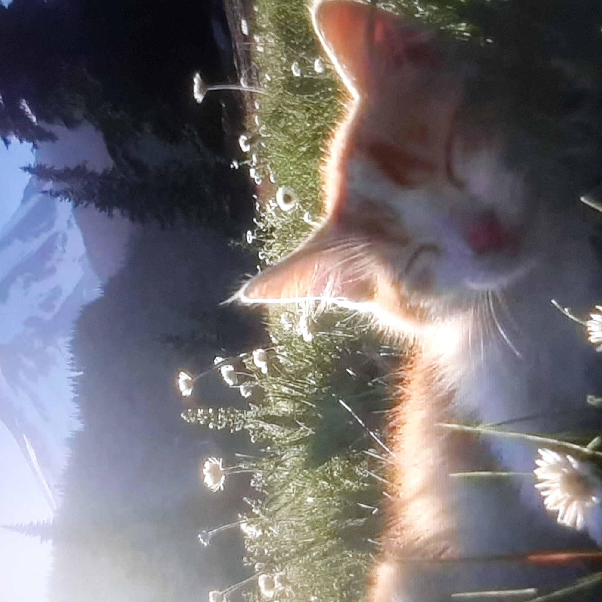 An orange and white tabby kitten is lying in a field of white wildflowers, with its eyes closed. In the background, a snow-capped mountain range is visible, with dark green pine trees in the foreground. The lighting suggests it is daytime, with a bright sun casting a warm glow on the scene. The kitten appears to be napping peacefully. The location is described as Unknown, Unknown.
