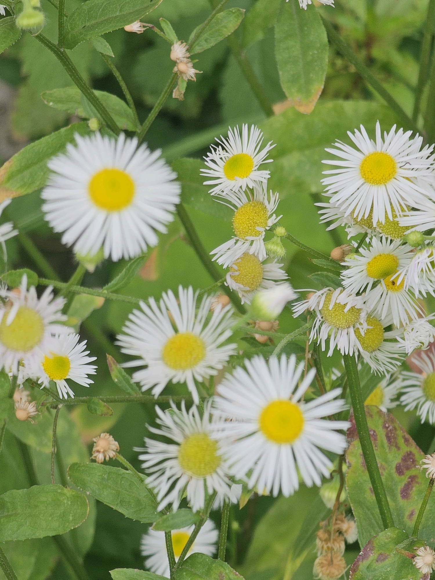 The image displays a close-up view of several small white and yellow wildflowers, likely daisy-like in appearance, interspersed with green foliage. The flowers have delicate white petals radiating from a bright yellow center. Some of the flowers are in full bloom, while others appear to be buds or have begun to wither, with some dried-out brown seed heads visible. The background is a soft blur of green, suggesting a natural environment. There is no indication of any urban setting, people, or specific location within Moscow, Russia.