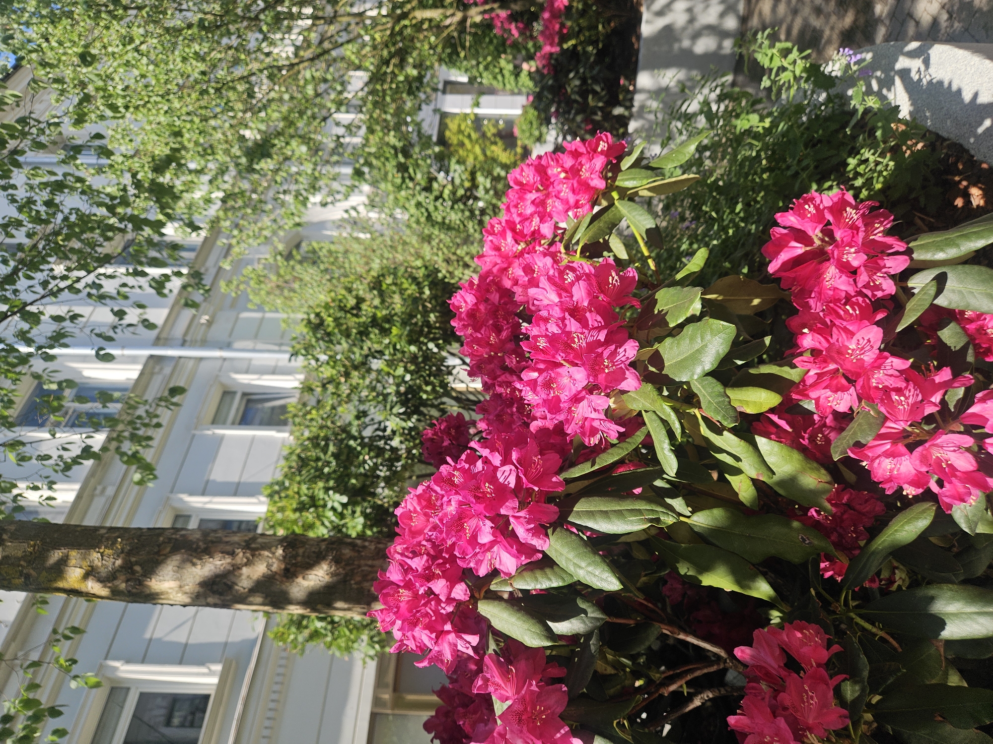 A vibrant outdoor scene captures a large bush adorned with clusters of bright pink or fuchsia flowers, characteristic of rhododendrons, prominently displayed in the foreground and mid-ground. The flowers are in full bloom, revealing their distinct petals and lighter-colored stamens. Dark green, glossy leaves surround the flower clusters, some bathed in direct sunlight.
Behind the flowering bush, a multi-story building with a light-colored, possibly white, facade is visible. Its architecture features several rectangular windows with distinct framing, suggesting a residential or office building. A tree trunk with textured bark extends horizontally across the mid-ground, partially obscuring the building, and its green foliage is visible above and around it, casting dappled shadows. Additional green bushes and foliage are present in the background and lower right, some in direct sunlight and others in shade.
The image depicts a clear and sunny day, with bright sunlight illuminating the flowers and parts of the foliage, creating distinct shadows on the ground and surrounding plants. The setting suggests a garden, park, or landscaped area within an urban environment. No people are visible, and there is no discernible text. The scene conveys a sense of natural beauty and flourishing plant life, likely during spring or summer in Moscow, Russia.