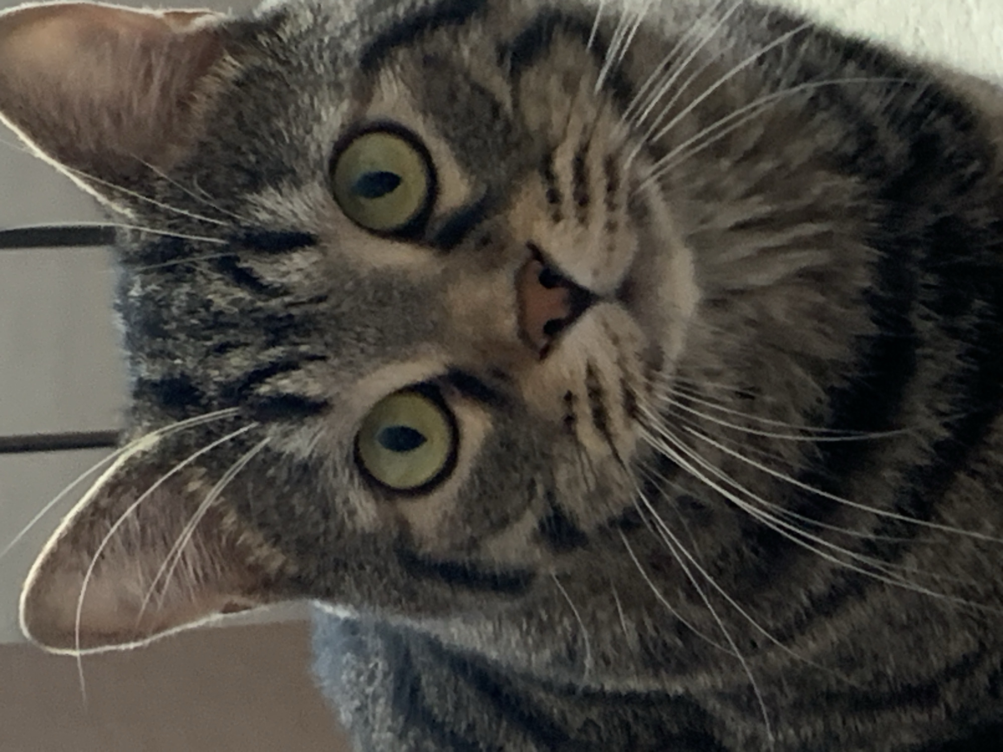 A close-up, slightly off-kilter shot focuses on the face of a tabby cat. The cat has a grey and black striped coat, light green eyes with dark pupils, and a pink nose. Its whiskers are long and white. The background is blurred and out of focus, and appears to be a light color. There is a thin dark line that appears on the left portion of the image. There is no visible indication of Stavropol, Russia.