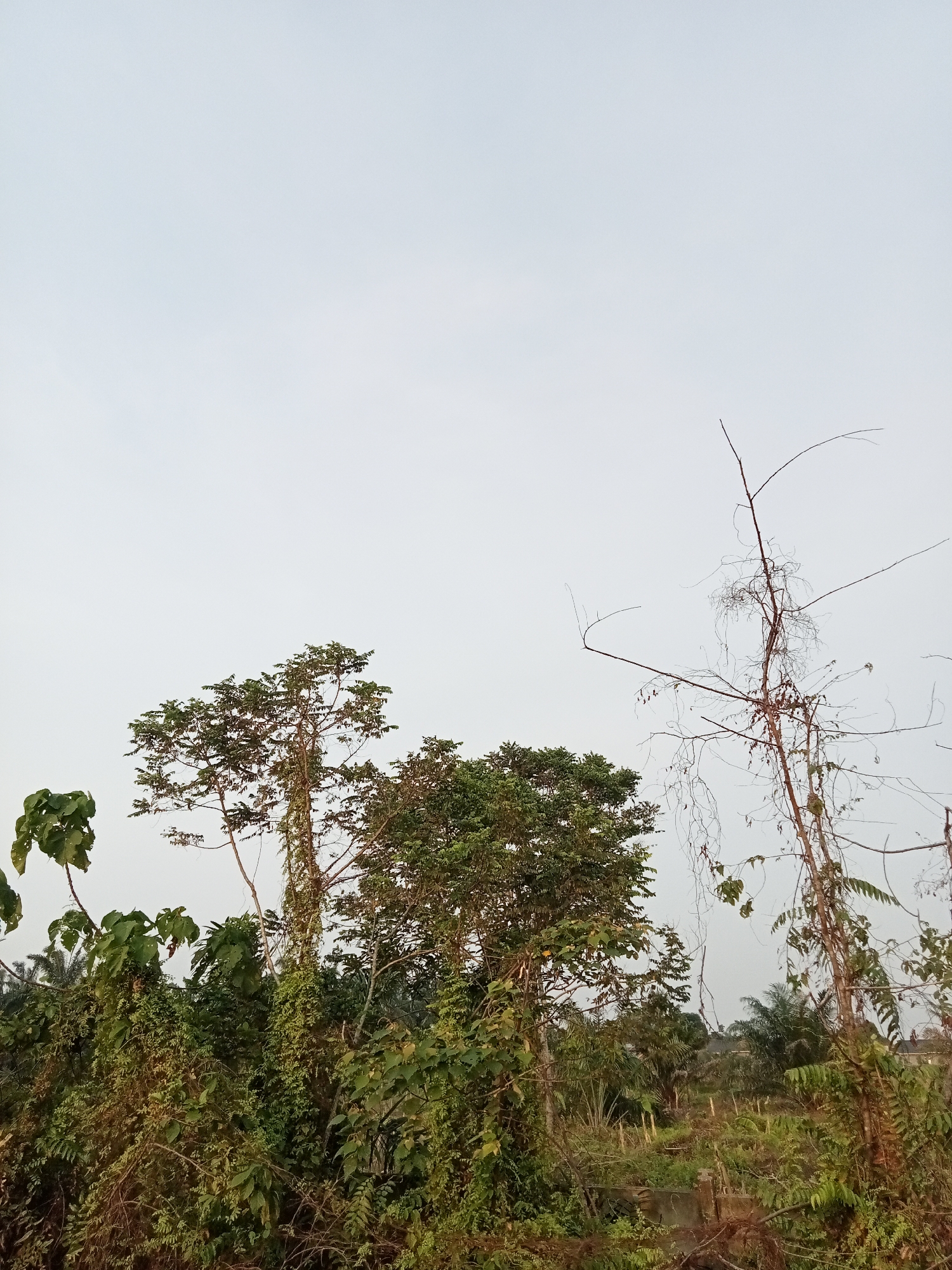 This image depicts an overgrown outdoor scene, likely in a rural or undeveloped area. The sky is overcast with a light, uniform gray hue. In the foreground and midground, dense vegetation dominates, including trees with green foliage and bare, spindly branches of dead or dormant plants. The foliage appears to be a mix of wild growth and possibly some cultivated plants that have become unkempt. The ground is covered in low-lying green and brown vegetation, with some visible branches and debris. In the distance, hints of palm trees suggest a tropical or subtropical environment. There are no people or animals visible in the frame. The overall impression is one of natural overgrowth and a lack of recent human maintenance.