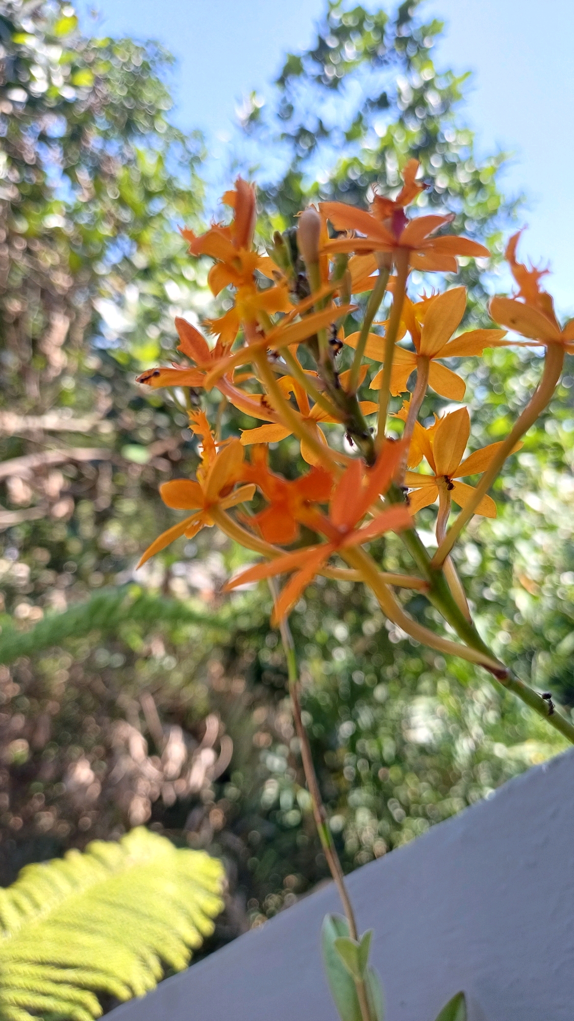 A close-up, low-angle shot features a cluster of small, vibrant orange flowers in focus, with their delicate petals extended. The flowers are supported by thin, green stems, some of which are adorned with tiny black ants. The background is softly blurred, creating a bokeh effect of green foliage and a bright blue sky. In the lower left corner, a frond of bright green fern is visible, also out of focus. The scene is set against a light gray railing, suggesting an outdoor location, possibly a balcony or garden. The overall impression is one of natural beauty and serenity. The image was captured in Pringsurat, Indonesia, a location known for its lush natural landscapes.