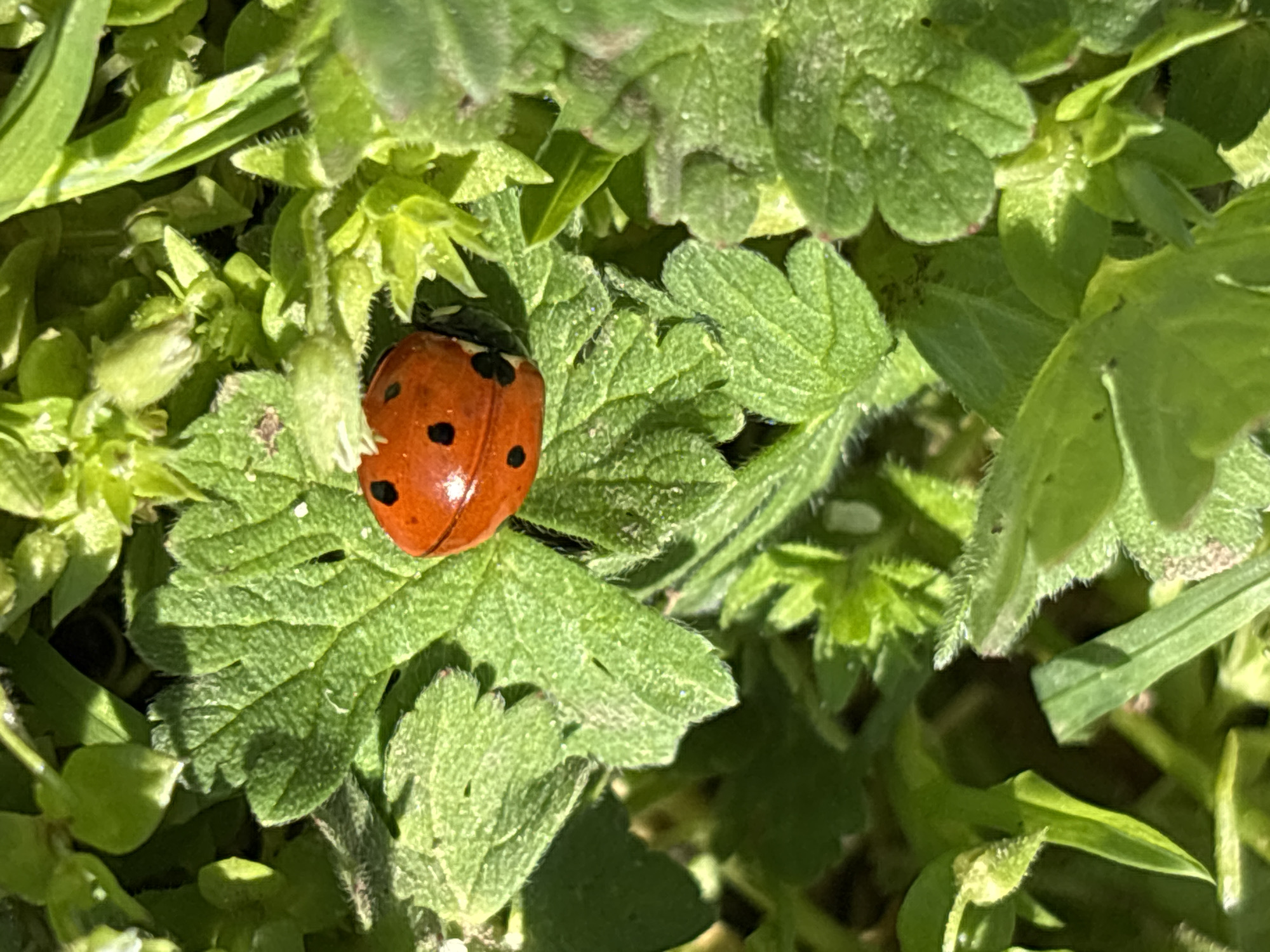 The image shows a close-up of a red ladybug with black spots sitting on a green leaf. The leaf is surrounded by other green plants and grass. The location is unknown, though the user indicated the city of Vetren, Bulgaria. There are no people visible.