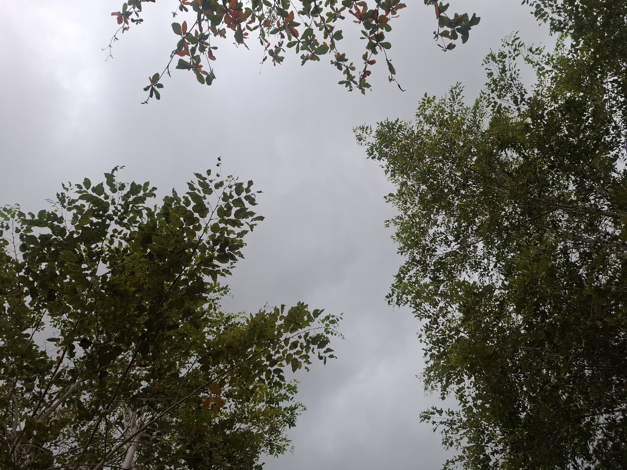 This image depicts a low-angle view of trees against a cloudy sky in Meureudu, Indonesia. The foreground is dominated by dense green foliage from two separate trees. On the left, a large tree with lighter branches and abundant green leaves fills the top left quadrant of the image. In the bottom center and right, another large tree with darker green leaves extends upwards, partially obscuring the sky. To the right of the image, a smaller tree branch with a mix of green and reddish-brown leaves is visible against the gray sky. The sky is overcast with light gray clouds, indicating a muted light condition. There are no people or any discernible activities occurring in the scene.