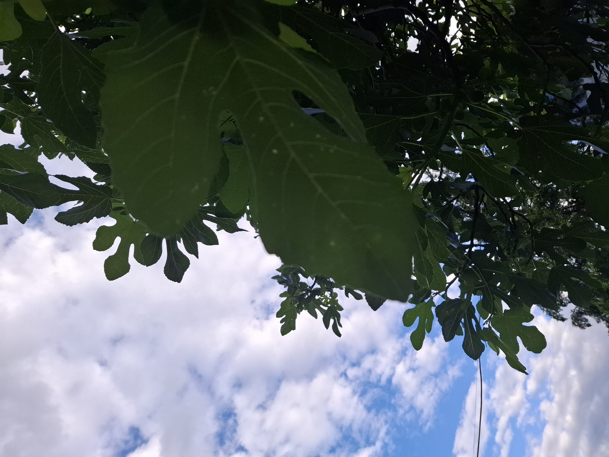 This is a low-angle, close-up shot of dark green fig leaves against a bright blue sky with scattered white clouds. The leaves are large and lobed, with visible veins. Some of the leaves are slightly transparent, allowing light to pass through. In the upper left quadrant of the image, a thin black wire runs horizontally across the sky, suggesting the presence of overhead power lines. The overall scene is one of foliage set against a partly cloudy sky, likely taken outdoors in an environment with vegetation. The location is specified as Malko Asenovo, Bulgaria. There are no people or animals visible in the image.