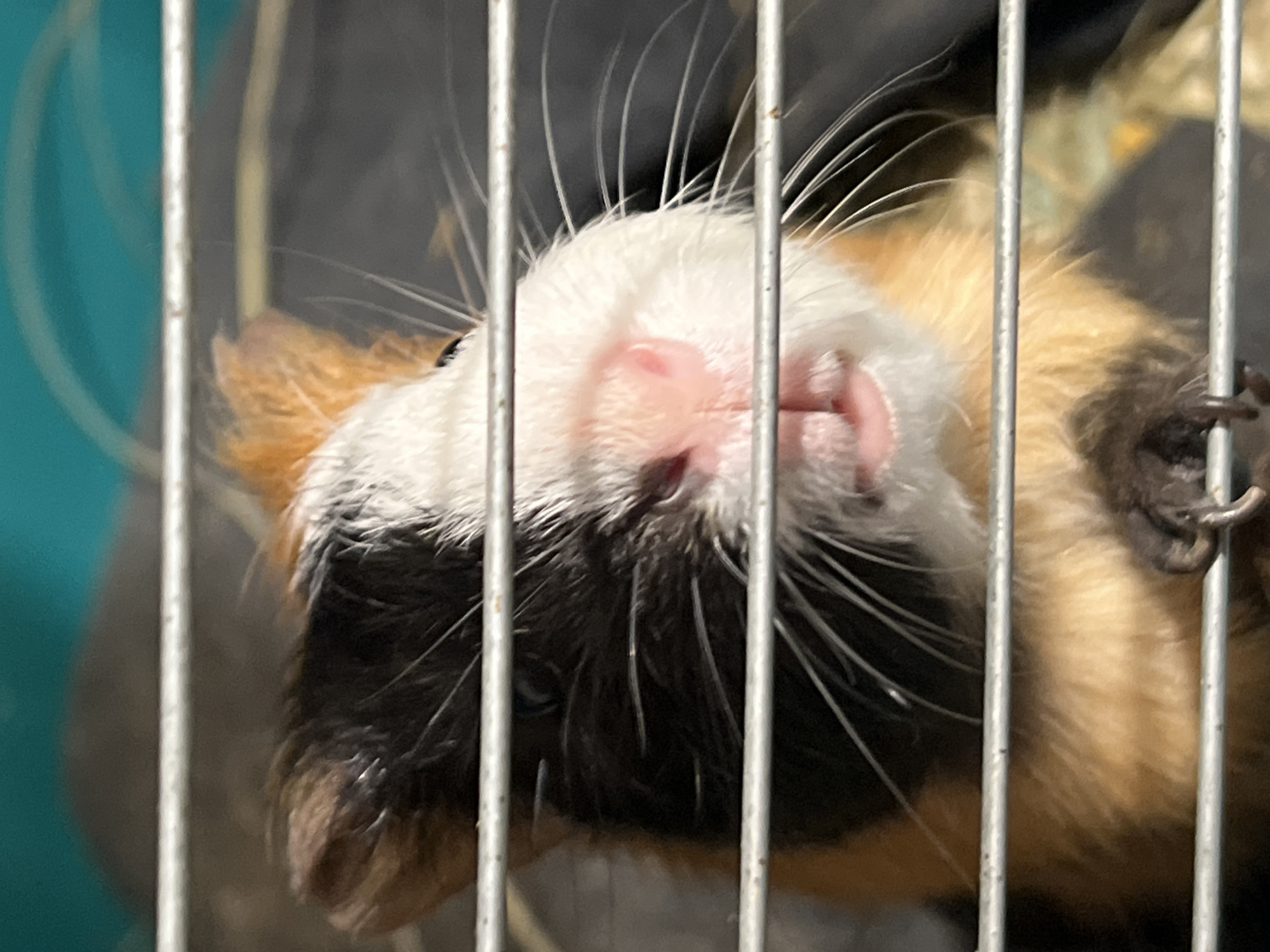 An extreme close-up shot shows a guinea pig's face peeking through the bars of its cage. The guinea pig's fur is a mix of black, white, and orange. Its pink nose and mouth are visible, and its whiskers are long and white. The background is blurry and appears to be the interior of the cage, with a teal-colored wall in the upper background. The image is taken from a low angle, looking up at the guinea pig.