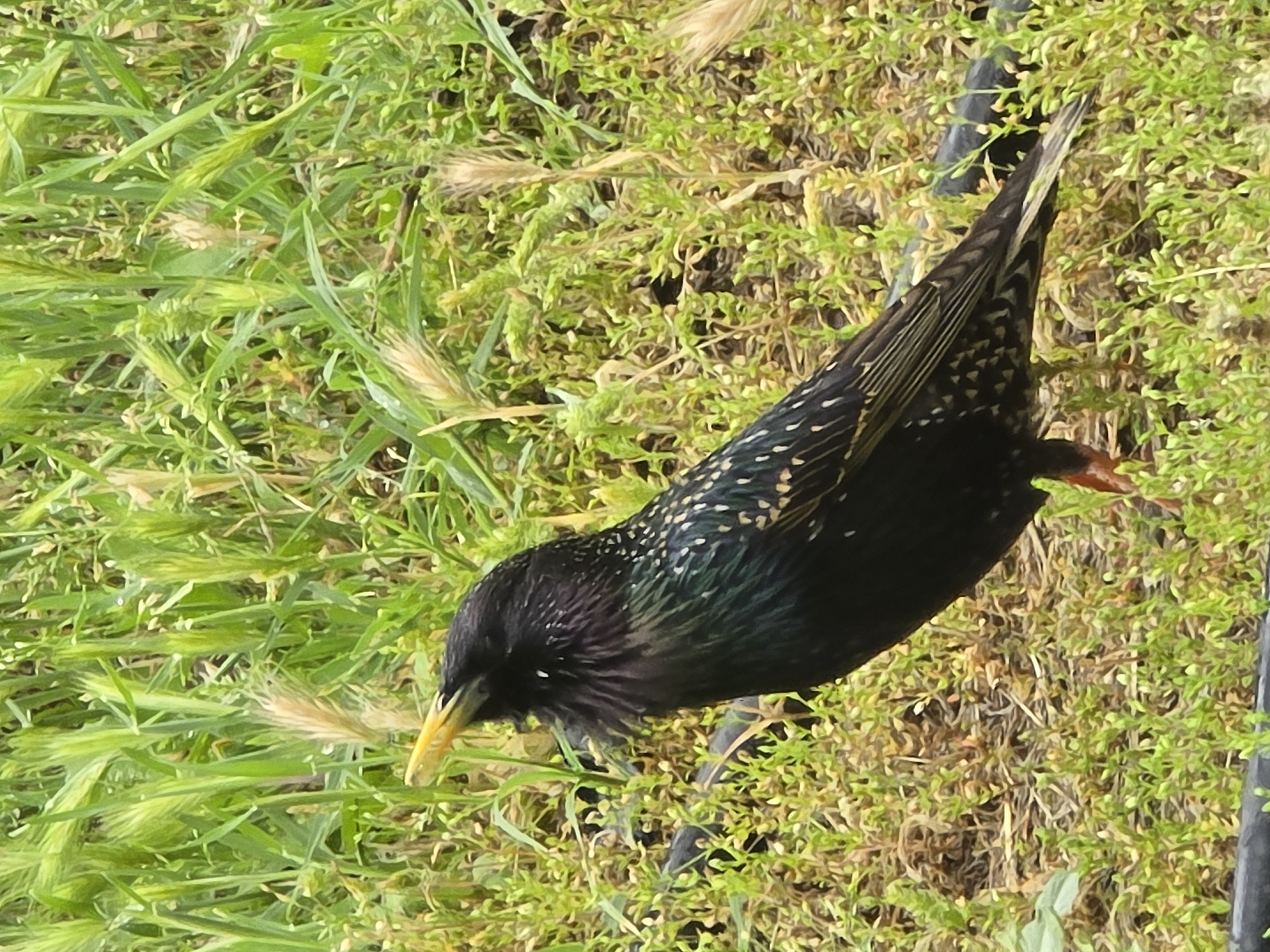 A bird is on the ground among some grass and vegetation. The bird appears to be a European Starling, with its iridescent black feathers speckled with white. Its yellow beak is pointing downwards, suggesting it is foraging for food. The setting is most likely a lawn or grassy area.