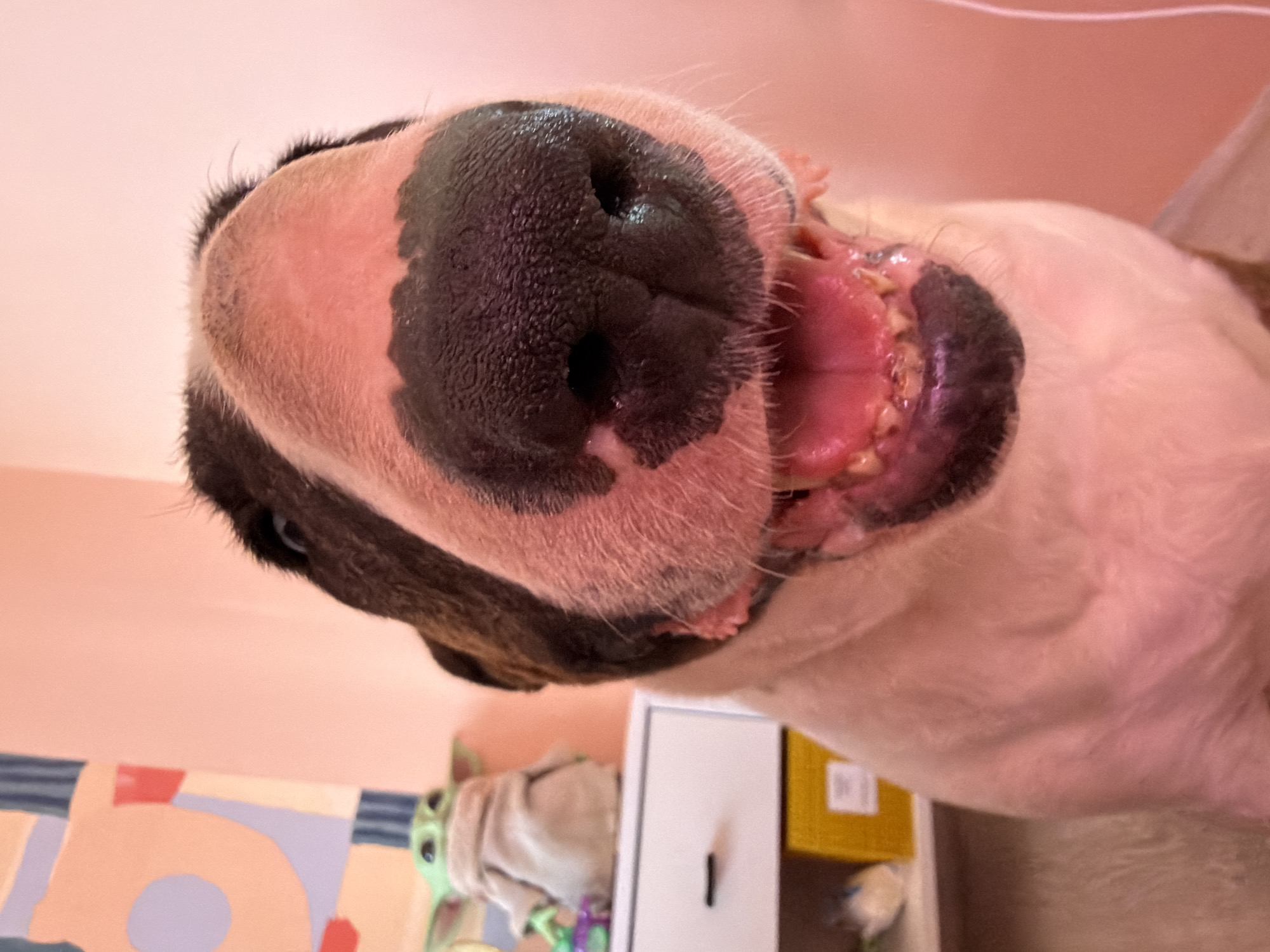 A close-up, upward-angle photograph shows the face of a bull terrier. The dog's nose is large and black, with visible nostrils. Its mouth is slightly open, revealing teeth and a pink tongue. The fur around the face is predominantly white with black patches. In the blurred background, a cabinet, a yellow box, and a Baby Yoda figurine are visible. The location is unknown, but the prompt mentions the city of Chaikovsky, Russia, even though there is no information in the image to identify any specific location.
