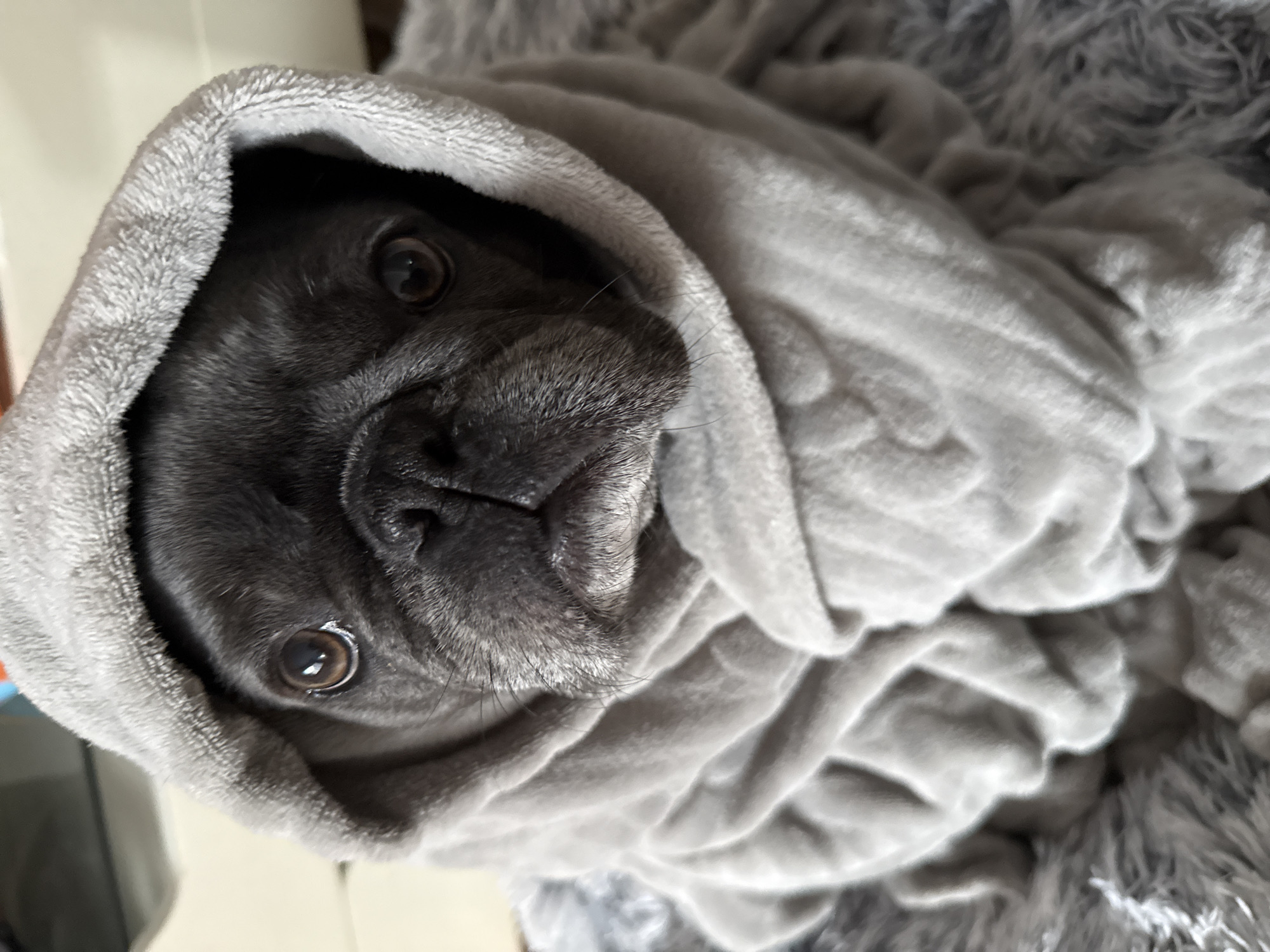 A dark-colored French bulldog is wrapped in a grey blanket, with the blanket forming a hood around its head. The dog's dark eyes are visible, looking directly at the camera. The background is blurred but appears to be an indoor setting, possibly a room with furniture. The overall impression is of a cozy and comfortable scene. There is no information to suggest the location is in Wrocław, Poland.