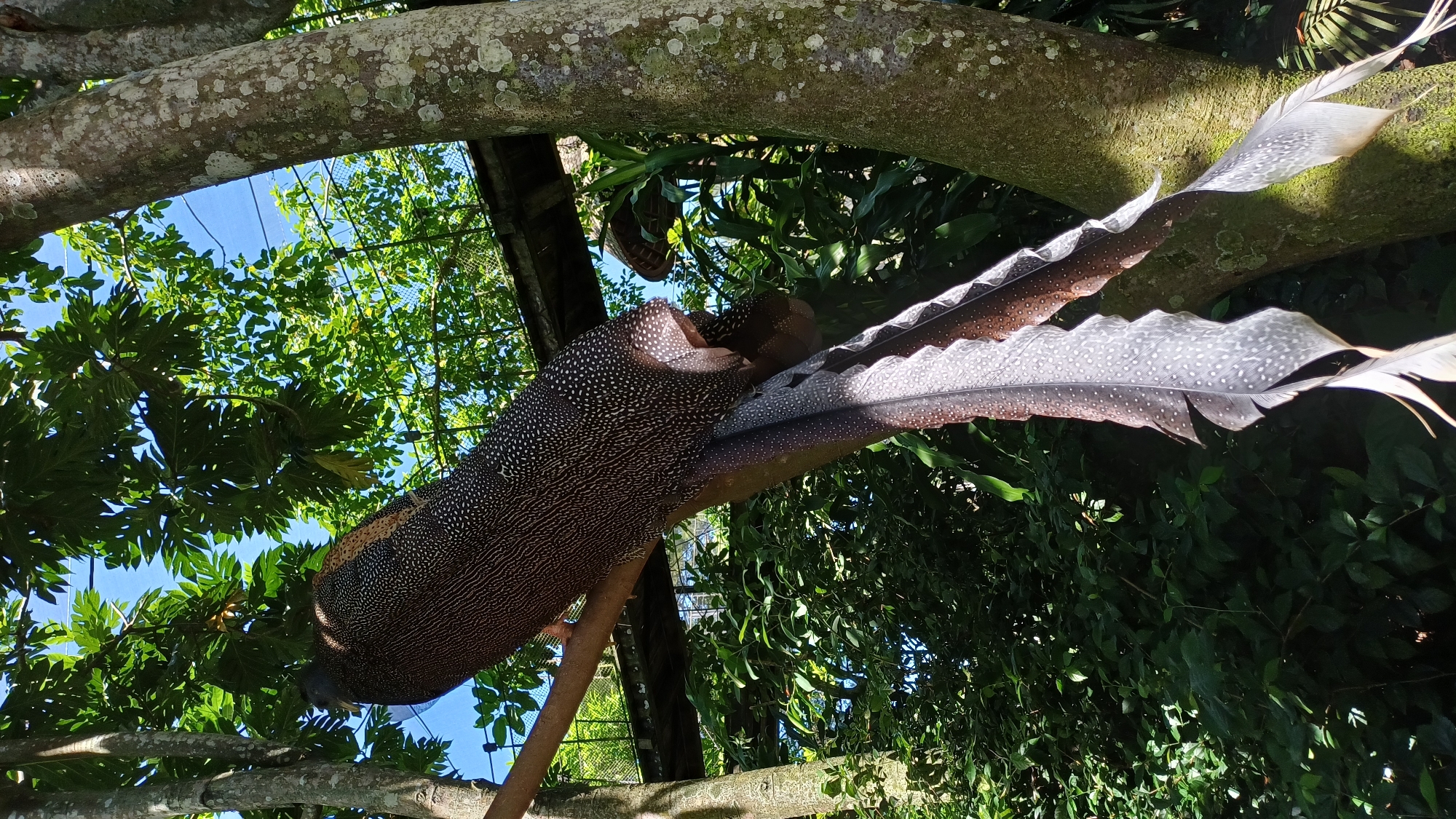The image depicts a male Great Argus pheasant (Argusianus argus) perched on a branch within a forested environment. The pheasant is large with a mottled brown body and elongated, ornate secondary feathers covered in eye-like patterns. These feathers are prominently displayed and fan out to the right. The location is likely within the Bali Bird Park in Sukawati, Indonesia, considering it is a well-known bird sanctuary and breeding facility for this species. The bird sits among leafy trees and branches, partly obscuring a view of the sky. A bamboo-like structure is also visible nearby.