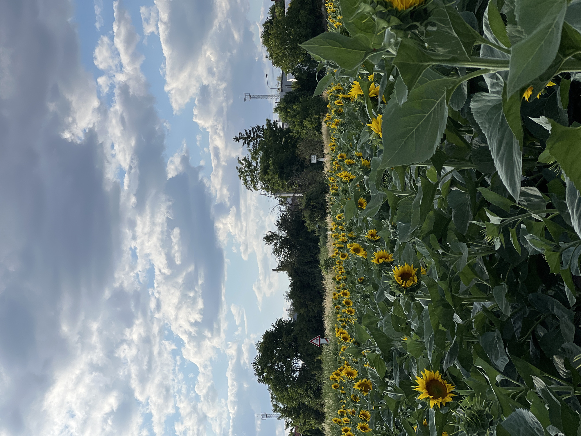 This is a vertical, full-shot photograph of a sunflower field under a cloudy sky. The field stretches across the frame, with numerous sunflowers in bloom. The sunflowers are predominantly yellow, with dark centers, and their large green leaves fill the foreground and midground. In the background, there is a line of trees and vegetation, behind which are some industrial structures and utility towers. A red and white triangular traffic sign is visible among the trees on the left side of the frame. The sky above is a mixture of blue and white and grey clouds, suggesting a partly cloudy day. The overall impression is a rural landscape on the outskirts of a town. Based on available information, this image was taken in Újezd u Brna, Czechia.