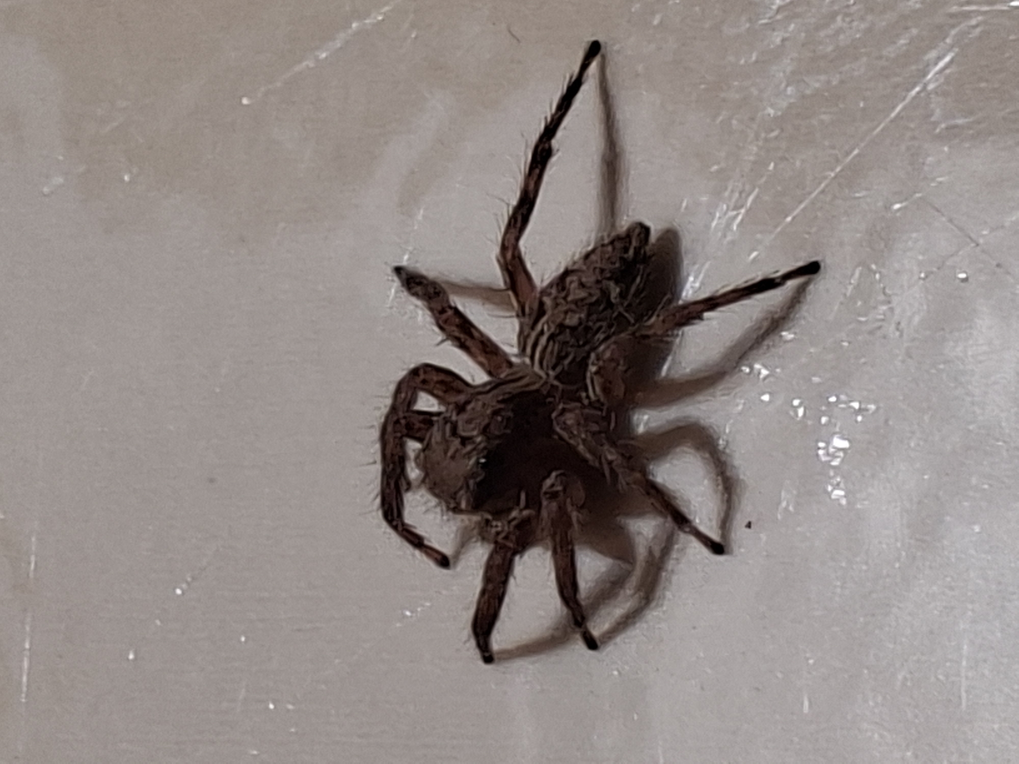 A close-up photograph depicts a spider, likely a wolf spider due to its coloration, size, and robust build. The spider is positioned on a light-colored, textured surface. The lighting conditions suggest an indoor environment. The location in the city of Pie, Indonesia cannot be determined from this image.