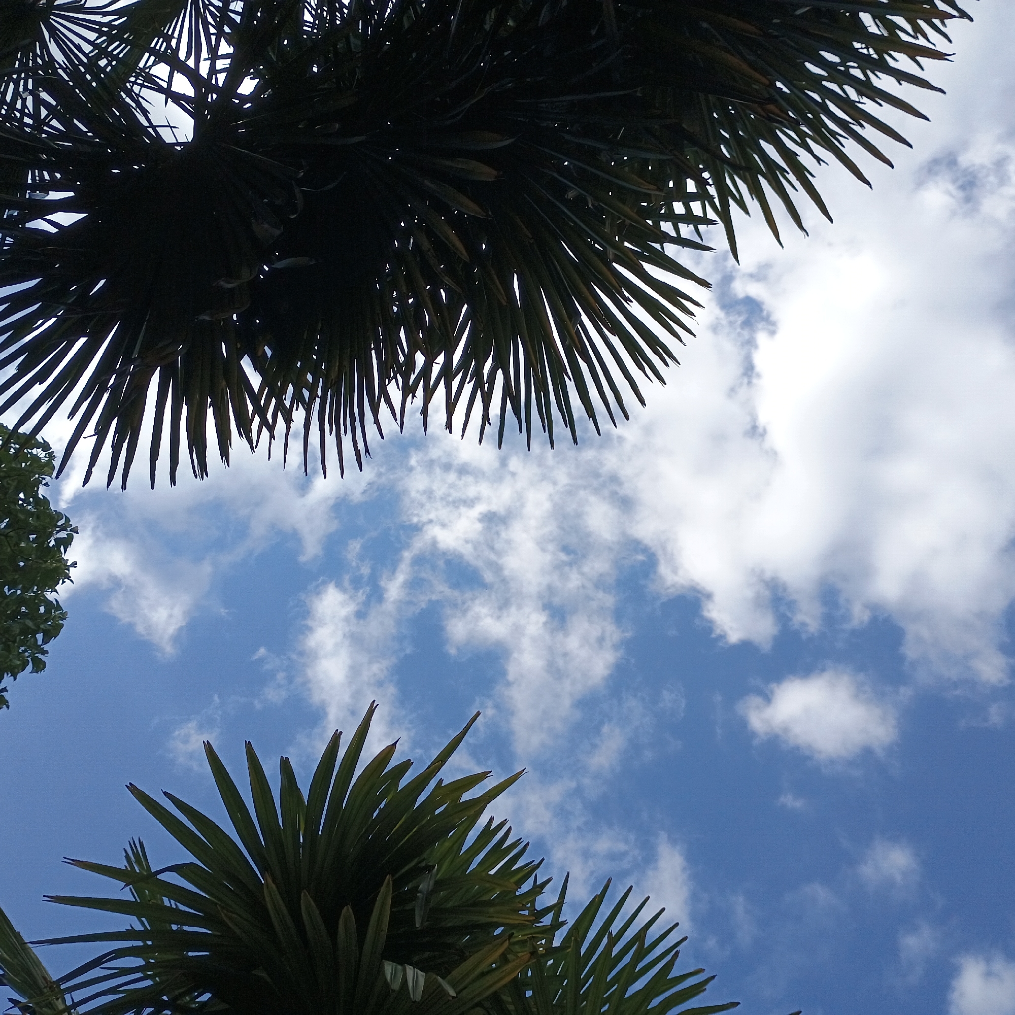 The image shows a view looking up at a blue sky with scattered white clouds. Two large palm fronds are visible in silhouette, one on the left and one on the right, framing the sky. The fronds are dark green and appear to be part of a tropical or subtropical plant. There is no information in the image to suggest that it was taken in Cologne, Germany.