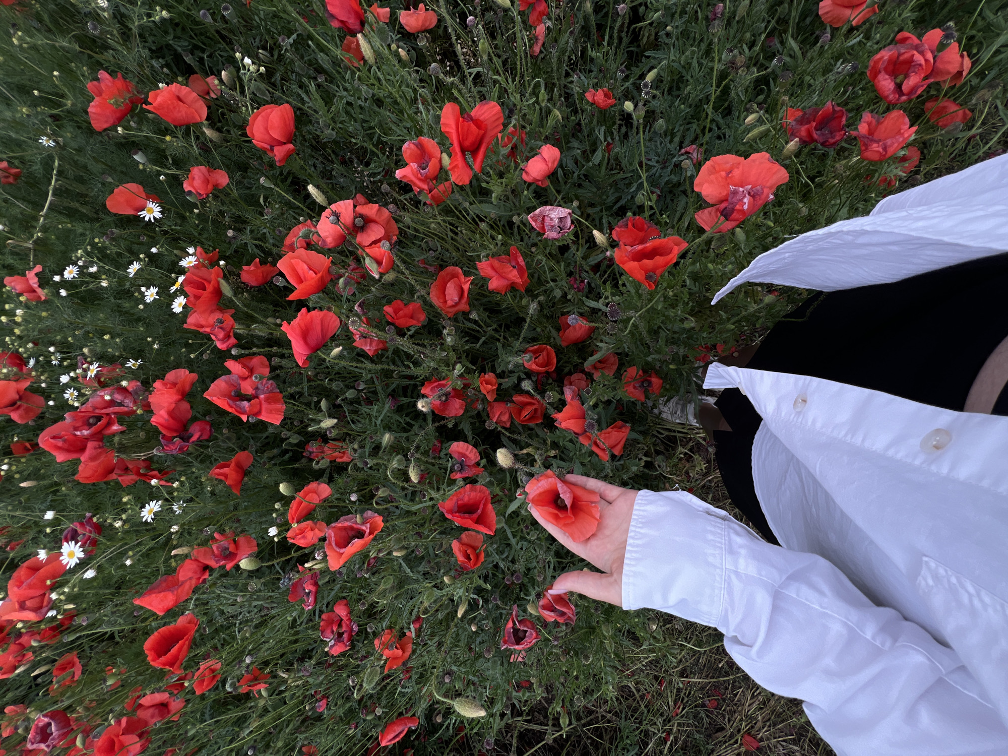 A hand wearing a white long-sleeved shirt gently holds a single red poppy. The hand is positioned in the lower left quadrant of the image. The poppy is in full bloom, with delicate red petals. The background is a dense field of poppies and other wildflowers, predominantly red with some white daisies scattered throughout. The foliage is a rich green. The perspective is a high-angle shot, looking down into the poppy field. There is no indication of the city of Ternopil, Ukraine in the image.