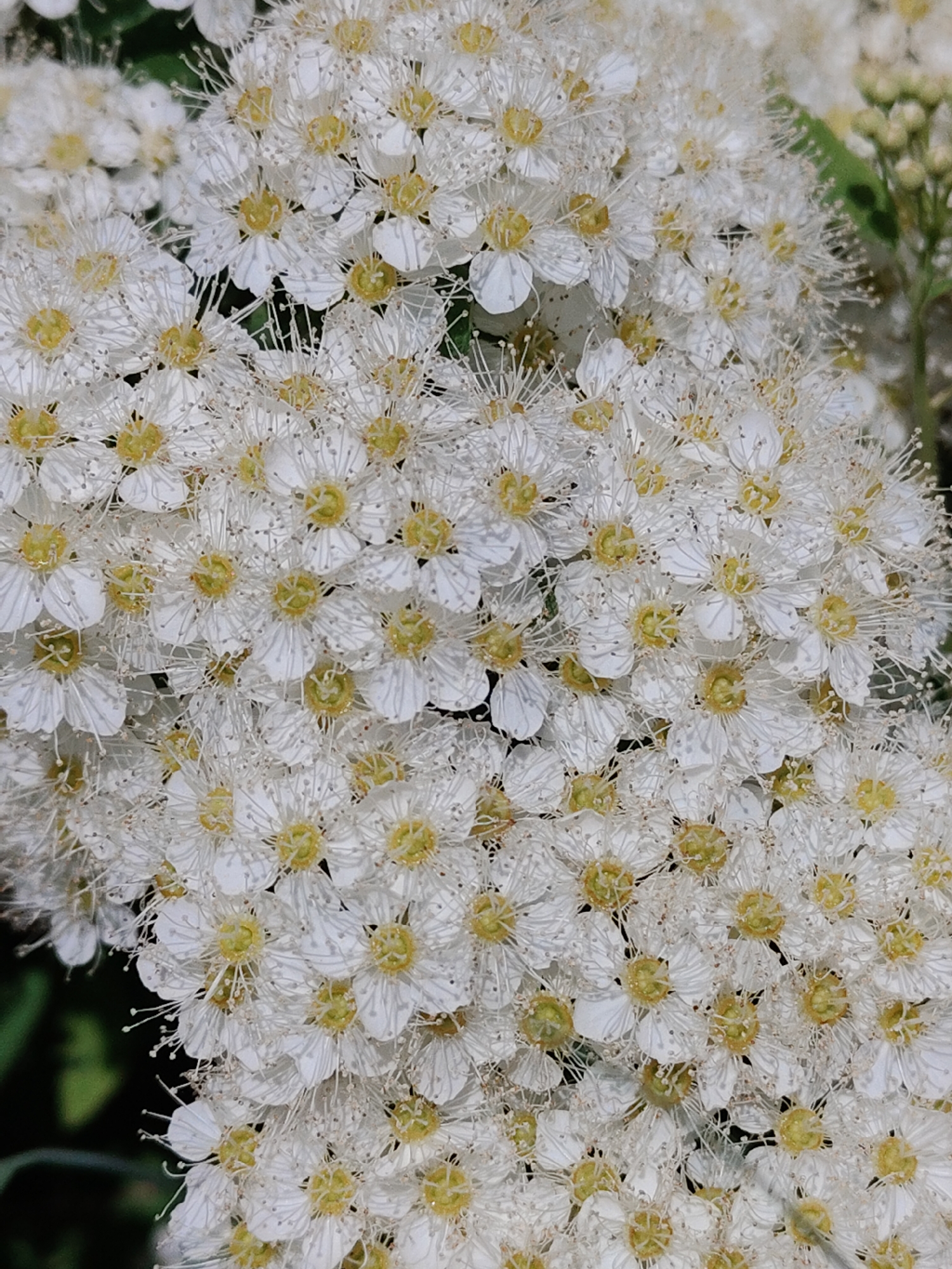 The image shows a close-up of a dense cluster of small white flowers with yellow centers. The flowers appear to be in full bloom, with numerous stamens protruding from the center. The background is blurred, but hints of green foliage are visible. The scene is a garden and/or a natural setting, and the city is unknown.