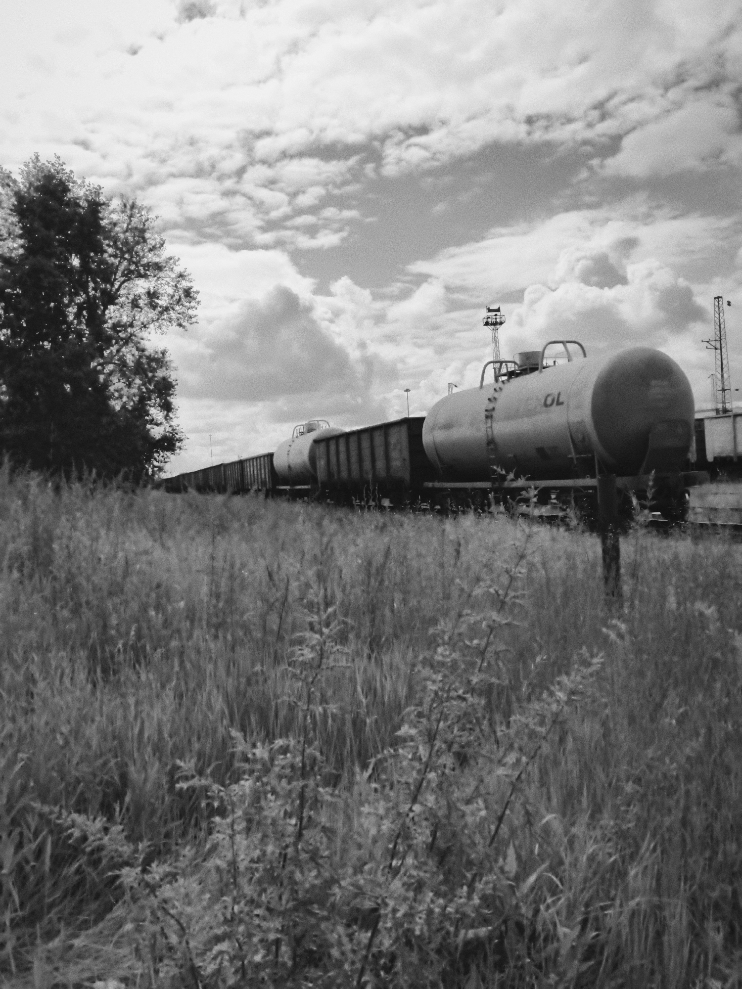 A black and white, low-angle, wide shot captures a freight train consisting of tanker cars and boxcars moving along a railway track. The train is situated in the middle ground, to the right of a large, dark tree that occupies the left side of the frame. In the foreground, tall, dry grass and some small leafy bushes create a textured, natural border. The sky above is filled with dramatic, white, puffy clouds against a dark gray background, suggesting either a stormy day or the time of day. Various industrial structures, possibly signal towers or cranes, are visible in the distant background, hinting at the train's presence in an industrial or rail yard area. The overall scene evokes a sense of industrial activity juxtaposed with the natural elements of the field and sky. This image is believed to have been taken in Cheremkhovo, Russia, though specific details about the location within the city are not discernible from the visual information alone. No people are present in the frame.