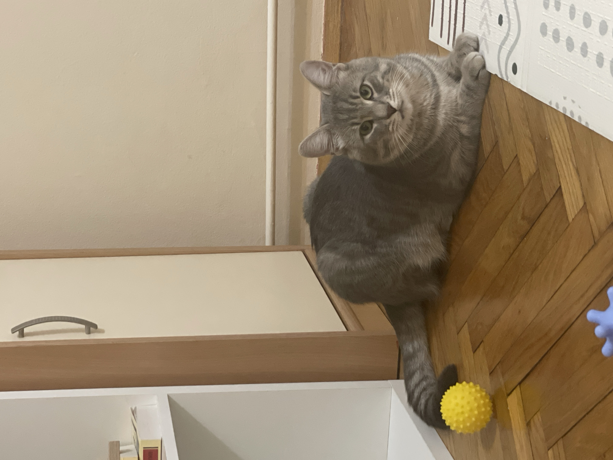 A gray tabby cat is perched on a wooden floor in what appears to be an indoor setting. The cat's paws are touching a white surface with a patterned design, while its tail extends toward a yellow, spiky ball on the floor. A white cabinet with a light brown top and a metal handle is visible to the left of the cat. The background includes a plain, light beige wall. The location is indicated to be Novi Sad, Serbia.