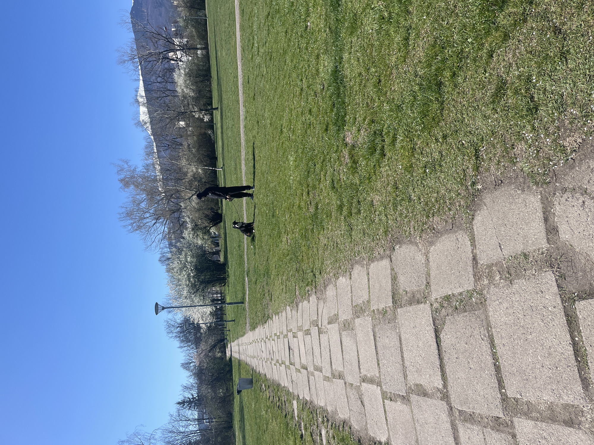 A medium outdoor shot captures a straight, tiled walkway stretching towards a distant snow-capped mountain range under a clear blue sky. The walkway is flanked on both sides by green grass; the grass to the right of the walkway appears denser. A person wearing dark clothing stands on the walkway with a dog on a leash. Streetlights line the walkway along the left side. Trees are present along the left, some with white flowering blooms. This scene may be in Sofia, Bulgaria, given the specific terrain and architecture.