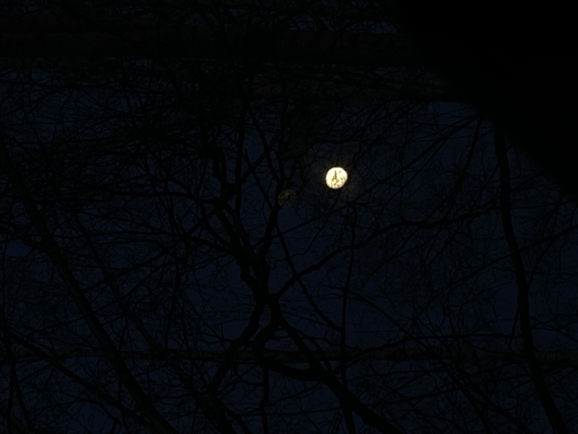The image presents a nocturnal scene featuring a prominent full moon amidst a dense network of bare tree branches. The time of day is clearly night, with the sky appearing a very dark blue or black. The moon, positioned slightly above the center-right, glows with a bright, yellowish light, and appears to have some surface details or markings, possibly craters.
The foreground and midground are dominated by the intricate silhouettes of leafless tree branches, creating a complex, almost web-like pattern that partially obscures the view of the sky and moon. These branches are dark and appear to belong to deciduous trees in winter. There are no leaves visible on the trees, suggesting either a winter or late autumn setting. The overall atmosphere is dark and quiet, with the moon being the sole significant light source in the frame.
There are no people, animals, or man-made structures visible. No specific activity is taking place; the image is a still capture of a natural night landscape. The clear visibility of the moon suggests fair weather conditions. The location, given as Chaikovsky, Russia, is consistent with a natural, possibly forested or park-like environment where such trees would be found. The scene conveys a sense of stillness, solitude, and natural mystery. There is no visible text within the image.