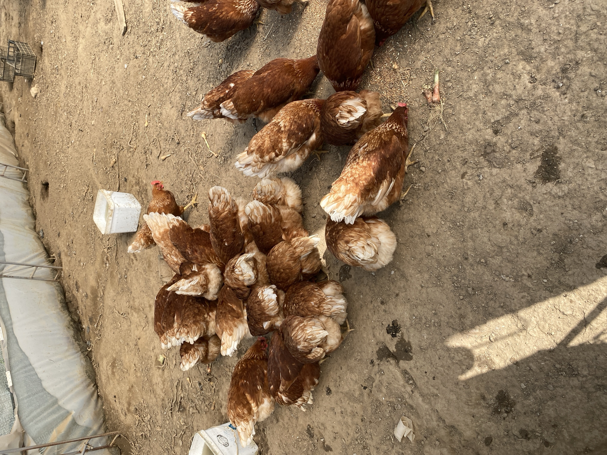 The image depicts an outdoor agricultural enclosure, purportedly located in Belo Pole, Bulgaria. The scene features approximately 25-30 brown-feathered chickens congregated on a dirt ground, actively feeding and pecking.
The ground consists of dry, light brown soil with variations in texture, including scattered small stones and patches of darker, possibly damp earth. A strong shadow, likely cast by an unseen overhead object or person, extends from the lower left across the middle of the frame.
Several man-made objects are present. In the lower-left foreground, a white plastic bucket, partially filled with liquid, bears a visible label that appears to read "CARRIER". Another similar empty white bucket is positioned in the upper-middle background. To the upper right, two dark-colored, possibly metal or plastic, crates are stacked.
The background shows a makeshift shelter or enclosure constructed from a light-colored, possibly white or translucent, plastic sheeting stretched over metal support frames. The lower portion of this sheeting is stained and appears weathered. Small pieces of dried vegetation and debris are scattered across the ground. The chickens exhibit various shades of brown plumage, with lighter, cream-colored feathers visible on their underparts and tails, particularly when bent over. Some green and red vegetable scraps, resembling an onion top and possibly carrots, are visible among the scattered feed on the ground where the chickens are concentrated. No human individuals are visible.