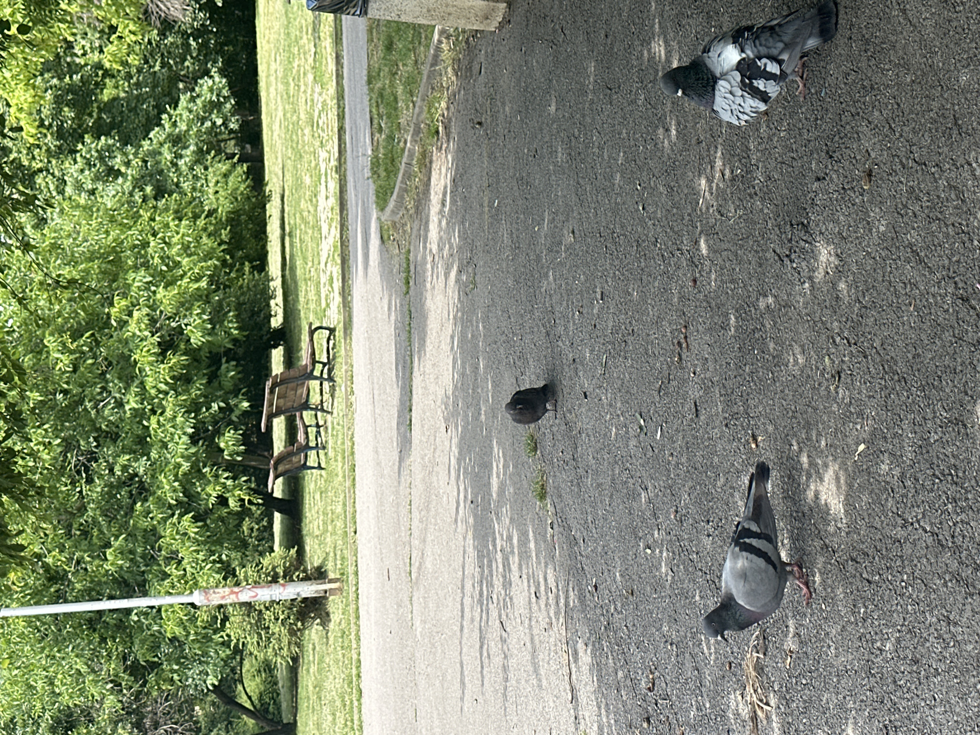 The image depicts a park scene in Sofia, Bulgaria, on a sunny day with dappled sunlight on the asphalt pathway. In the foreground, three pigeons are visible: one on the left with gray and black markings, facing left; another in the center, dark in color, facing away from the viewer; and a third on the right, with gray, white, and black plumage, facing away from the viewer. The pathway is cracked and has scattered leaves and debris. In the midground, a paved path curves to the right, bordered by a grassy area and some small plants. Further in the background, two park benches are situated on the grass beneath lush green trees. A light pole with some graffiti is visible to the left of the benches. A portion of a trash receptacle is visible on the far right edge of the image.