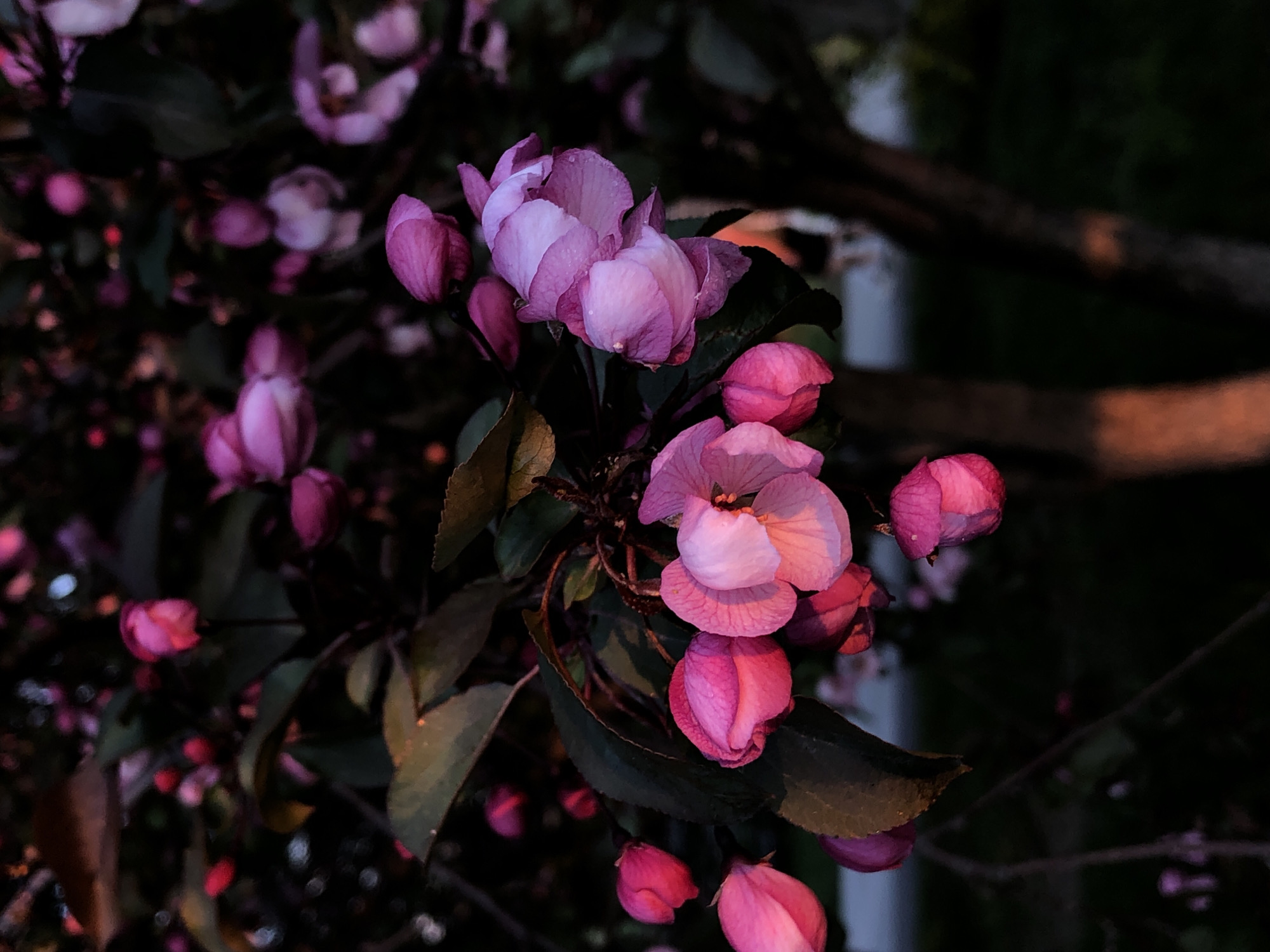 The image depicts a cluster of pink crabapple blossoms, some in full bloom and others still as buds, against a backdrop of dark foliage and branches. The composition is tightly focused on the flowers, which are the main subject of the image. The setting appears to be outdoors, possibly a garden or park, but the details are obscured by the darkness. The photograph seems to have been taken at dusk or in low light. There are suggestions of other blossoms and branches, out of focus, in the background. There are no people visible in the image. The location of Krasnoyarsk, Russia cannot be determined from the image.