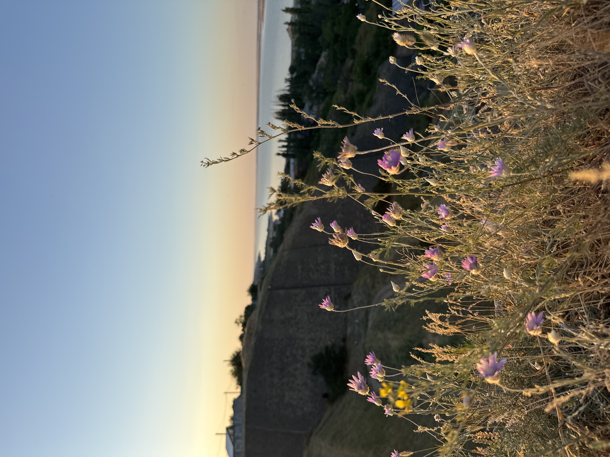 The image depicts a serene natural landscape at sunset, with a focus on wildflowers in the foreground. The scene is set on a gentle hillside overlooking a body of water, possibly a bay or estuary, with a distant shoreline and scattered buildings. The sky transitions from a pale yellow at the horizon to a clear, light blue overhead.
In the immediate foreground, a variety of wildflowers are in bloom, predominantly small, delicate pink blossoms with some yellow accents visible further back on the left. These flowers, along with dried grasses and stalks, are lit by the warm, golden light of the setting sun, creating a sense of depth and texture. The dry, sun-bleached vegetation suggests a summer or early autumn season.
The middle ground features a sloping, terraced hillside covered in dry, muted vegetation. A few trees are sparsely distributed on the slope. On the far left of the middle ground, a couple of simple structures, possibly houses, are visible near the crest of the hill.
The background reveals a wide expanse of water, reflecting the soft light of the sky. Across the water, the distant shore is visible, with a line of dark green trees and more structures. The overall atmosphere is tranquil and peaceful, capturing a moment of natural beauty at dusk. The image does not contain any people or animals.