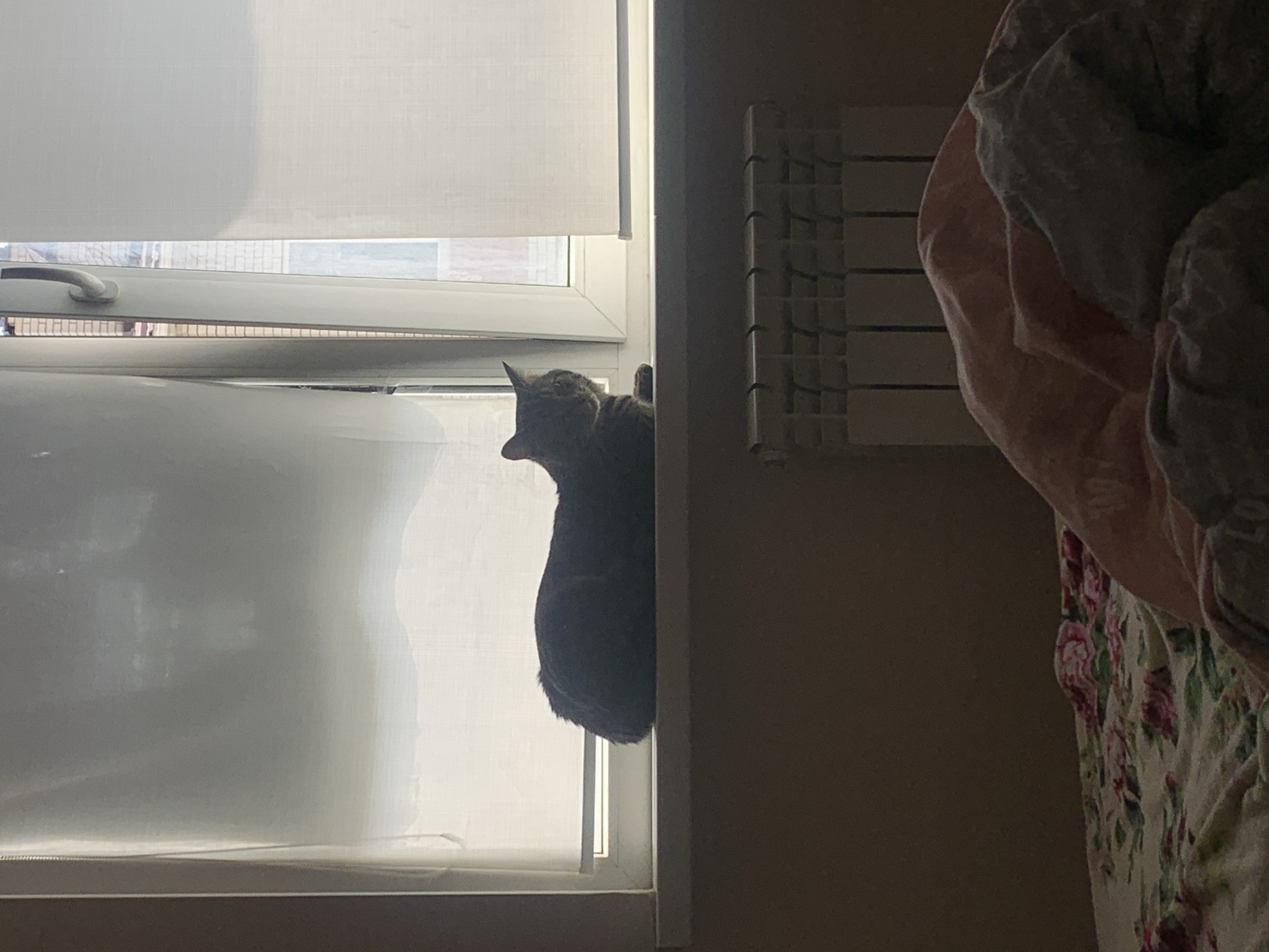 An indoor scene, likely a bedroom in Stavropol, Russia, is captured during the daytime with bright light streaming through a window. The primary subject is a tabby cat, seen in profile, perched on a windowsill or ledge and looking intently out the window. Its back, head, and part of its tail are visible, indicating a moment of curiosity or observation.
The window features a white frame and two white roller blinds. The top blind is fully drawn, while the lower one is partially rolled down, creating a horizontal gap through which the cat is gazing. Through this gap, hints of an outdoor scene are visible, including what appears to be a tiled ground or pavement and distant structures, suggesting an urban or suburban setting. A grey window handle is also discernable on the lower window frame.
To the right of the window, a white, ribbed heating element or radiator is mounted on a light-colored wall, which could be beige or light brown. Further to the right, a portion of a bed is visible, covered with crumpled bedding. This includes a soft pink blanket or duvet and a sheet or cover featuring a floral pattern with red and green elements on a lighter background. The overall atmosphere of the image is peaceful and domestic, with no visible text.