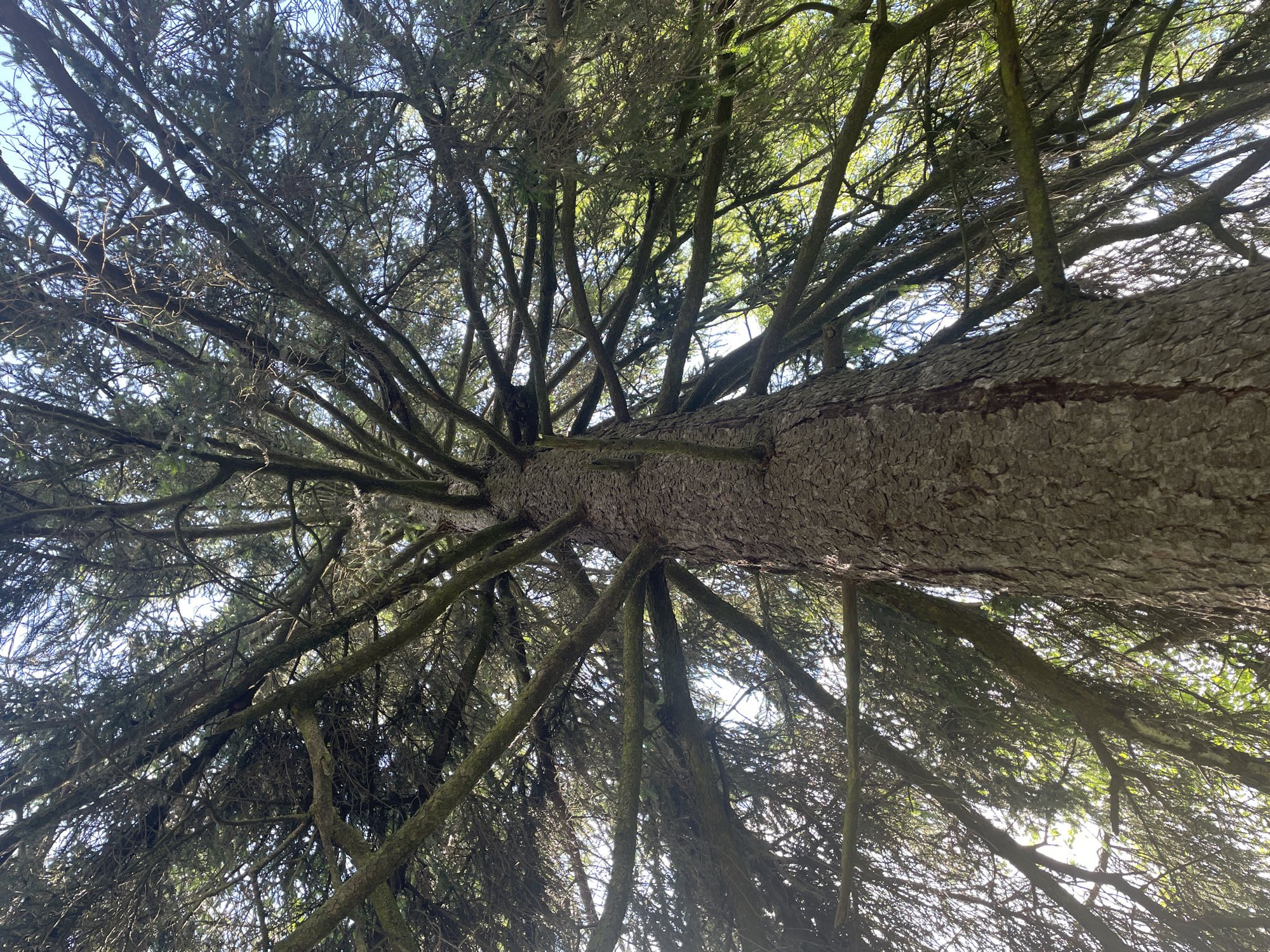 This is a low-angle, close-up, full shot of the trunk and branches of a large, mature coniferous tree, likely an evergreen such as a spruce or fir. The bark of the trunk is rough and deeply furrowed, with a gray-brown coloration. Numerous branches extend outwards and upwards from the trunk, creating a dense canopy of needles and smaller twigs, which are a deep green. Sunlight filters through the branches, creating a dappled light effect against a bright blue sky visible through the foliage. The image composition emphasizes the scale and complexity of the tree's structure, with the camera positioned directly beneath it, looking upwards. There are no people or man-made structures visible in the frame, suggesting the tree is located in a natural or semi-natural setting, possibly a park or forest area within Saint Petersburg, Russia, rather than a heavily urbanized street. The environment appears to be a daylight scene with clear weather conditions.