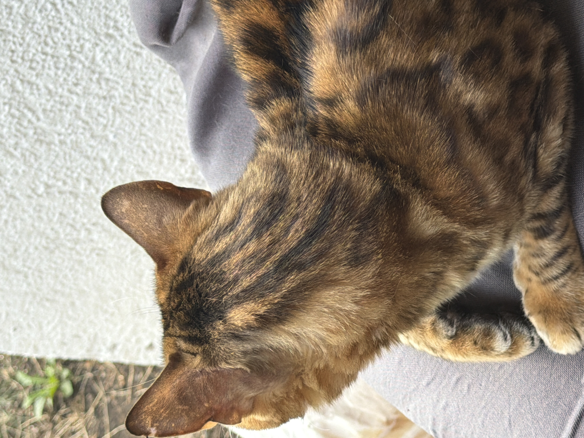 The image shows a close-up, high-angle view of a Bengal cat's back and head, facing away from the camera. The cat has a distinctive spotted coat pattern in shades of brown, black, and gold. It appears to be resting on a person's lap, indicated by the gray fabric beneath it. The background is blurred, with hints of greenery and a textured white surface. There is no information in the image to suggest its location in Garmisch-Partenkirchen, Germany.