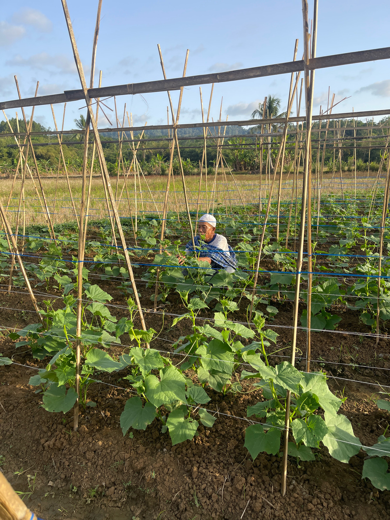 In Datarnangka, Indonesia, an elderly man wearing a white skullcap and a blue and white checkered sarong works in a cucumber field. He is surrounded by rows of young cucumber plants, supported by bamboo stakes and string trellises. The field is vast, with more rows of plants stretching into the distance. Beyond the field, a lush green landscape of trees and foliage can be seen under a clear blue sky with scattered clouds. The sun appears to be setting, casting a warm light over the scene.