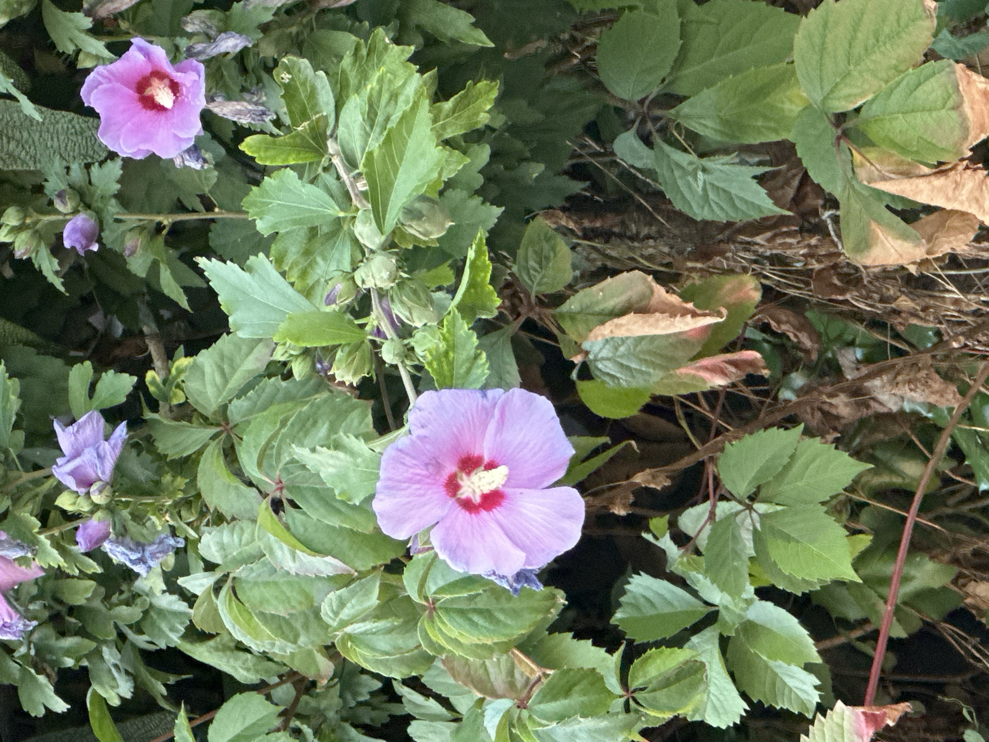 The image displays a cluster of hibiscus flowers and foliage, with a prominent light purple hibiscus in the foreground. The flower has five petals with a darker pinkish-red center and a yellow stamen. Several other hibiscus flowers, some in bloom and others as buds, are visible throughout the frame, in shades of purple and pink. The leaves are green and varied in shape, some appearing broader and smoother, others more serrated. There are also brown, dried leaves and stems interspersed with the green foliage, suggesting a mix of new growth and decaying plant matter. The background is a dark, leafy green, indicating a densely planted area.
This image was captured in Krefeld, Germany.