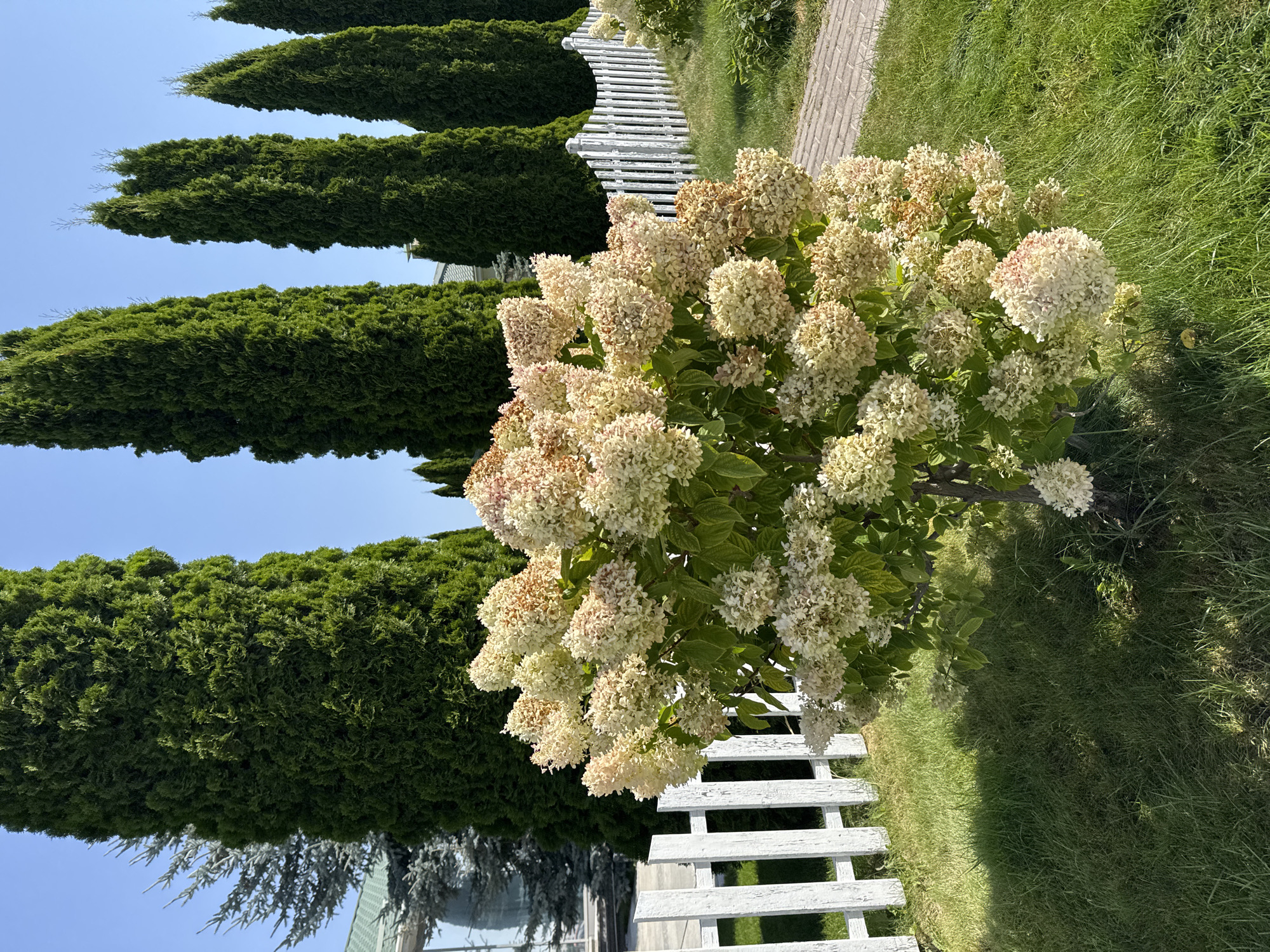 This image captures a sun-drenched garden scene in Sary-Oy, Kyrgyzstan. In the foreground, a lush hydrangea bush with large, creamy-white flower clusters takes center stage. The bush is surrounded by vibrant green grass. To the left, a quaint white picket fence borders the garden, with a pathway paved with interlocking bricks visible to the right. Behind the hydrangea, a row of tall, slender cypress trees stands sentinel, their dark green foliage contrasting with the bright blue sky above. In the far background, a hint of a modern building with a green roof can be seen through the trees, suggesting a developed area. The overall impression is one of a well-maintained and peaceful outdoor space.