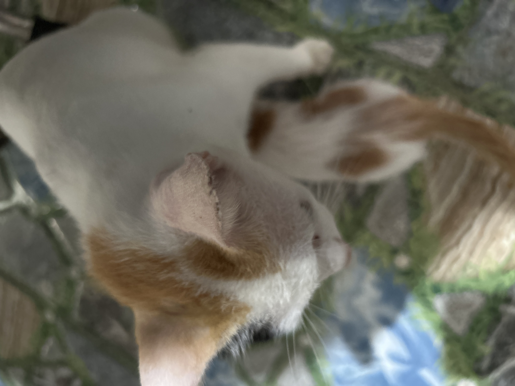 The image shows a close-up, overhead view of two cats, likely a mother and her kitten, resting on a patterned surface. The dominant colors are white and orange from the cats' fur, against a background with blue, green, and brown hues, suggesting an outdoor or patterned indoor setting. The kitten appears to be nestled against the mother cat. The scene is captured with a shallow depth of field, with the cats being in sharp focus and the background slightly blurred. The image does not provide any information about the city of An Hữu, Vietnam, or any specific location within it.