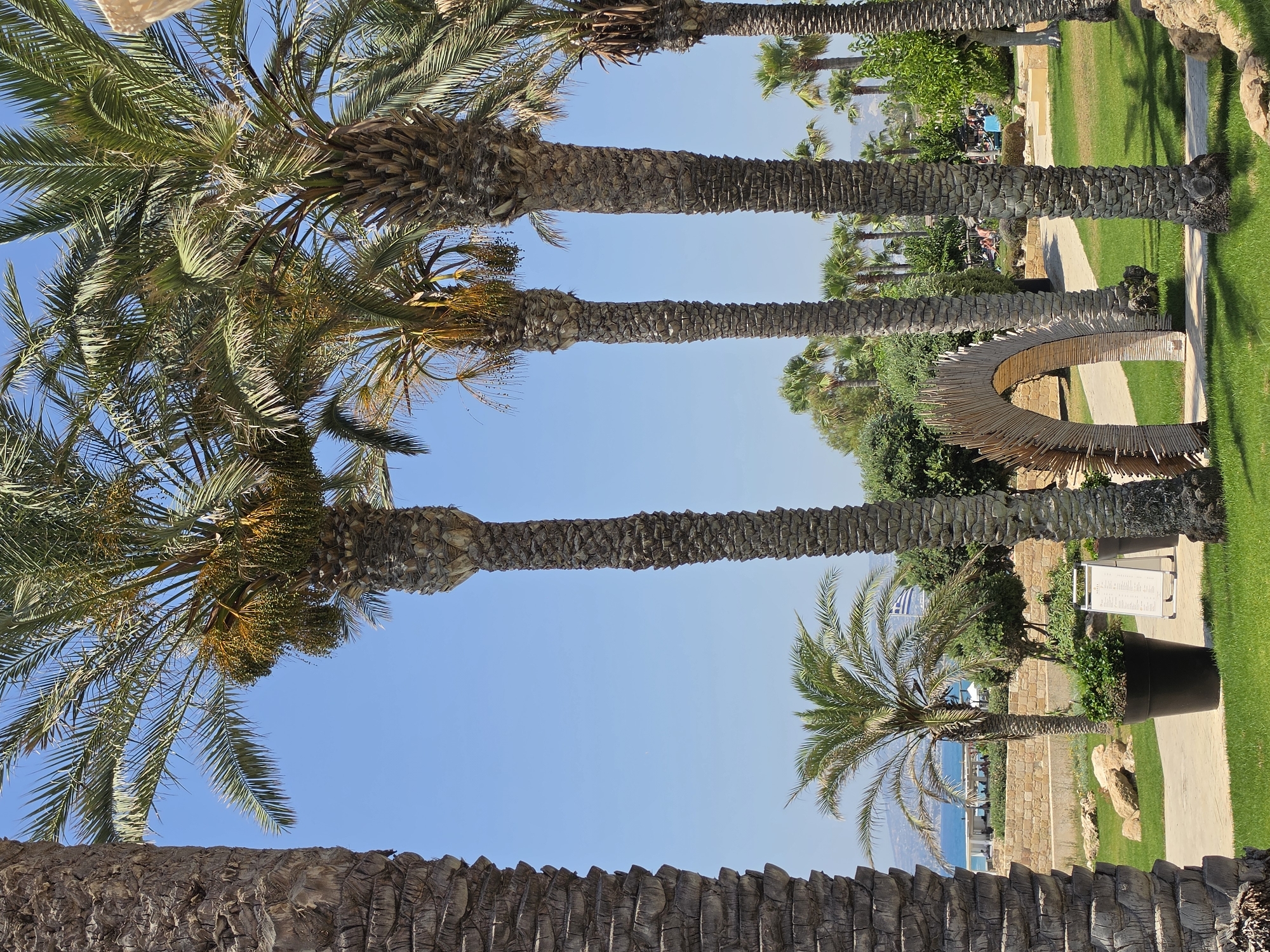 The image depicts a sunny day in Chlorakas Community, Cyprus, with a clear blue sky and several palm trees dominating the foreground. The palm trees are tall and mature, with rough, textured trunks. Some of the palm trees have visible bunches of dates. In the middle ground, there is a pathway leading through a grassy area, with a decorative wooden archway. Further in the background, there are more palm trees and lush green vegetation. To the left, beyond the palm trees, a glimpse of the Mediterranean Sea is visible, with a small boat or ship in the distance and a building with people seated outside. A Greek flag is also visible in the background on the left. The ground is covered with green grass, with scattered rocks and a large black planter with a green plant. A white sign on an easel is placed near the planter. In the far background, hills are visible. There are a few people scattered in the background, some are seated on lounge chairs in a resort-like setting.