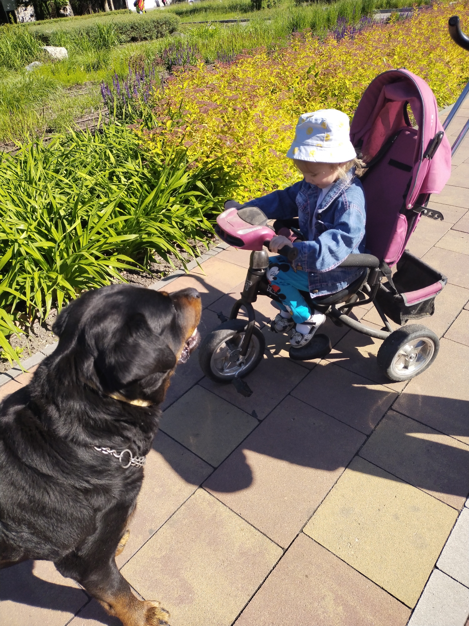 A sunny, daytime scene features a young child on a tricycle interacting with a large dog. The child, wearing a denim jacket and a patterned bucket hat, sits on a pink and black tricycle. In front of the tricycle, a Rottweiler with a silver chain collar faces the child, possibly interacting with it. The background consists of a garden with green foliage and flowering plants, indicating a park or recreational area. The ground is paved with multicolored concrete squares. The scene is located in a park in the city of Horishni Plavni, Ukraine.