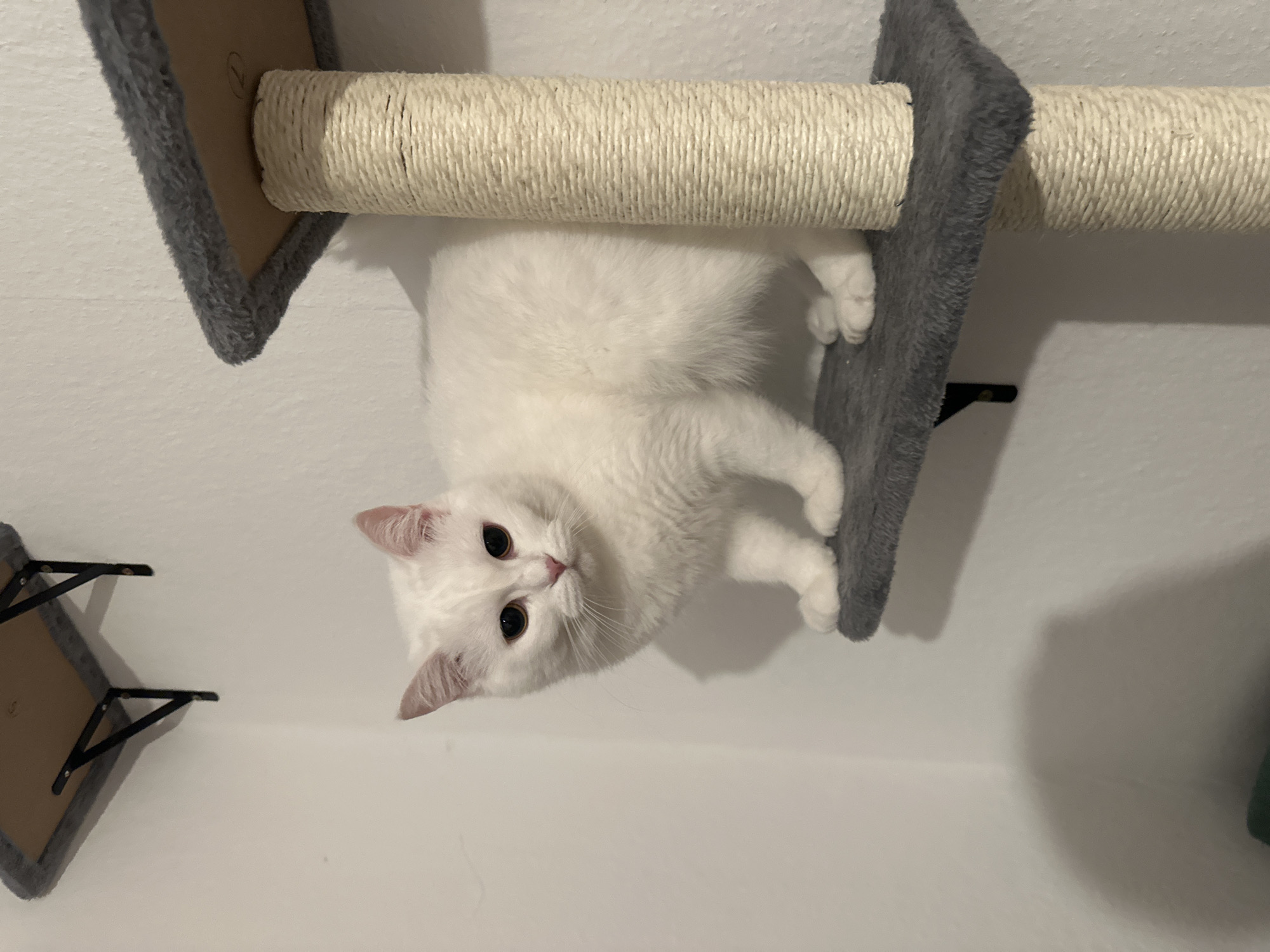 A fluffy white cat with dark eyes and a pink nose lies upside down on a gray, plush-covered platform of a wall-mounted cat scratching post. Its body is positioned next to a horizontal scratching column wrapped in light-colored sisal rope. The cat's head is tilted, looking directly at the camera with a calm and curious expression. In the lower-left background, another similar gray platform with black metal support brackets is visible. The scene takes place indoors against a plain white wall, illuminated by artificial light, indicating a domestic setting in Arzberg, Germany. A faint "7" is visible on the underside of one of the platforms, possibly an identification mark.