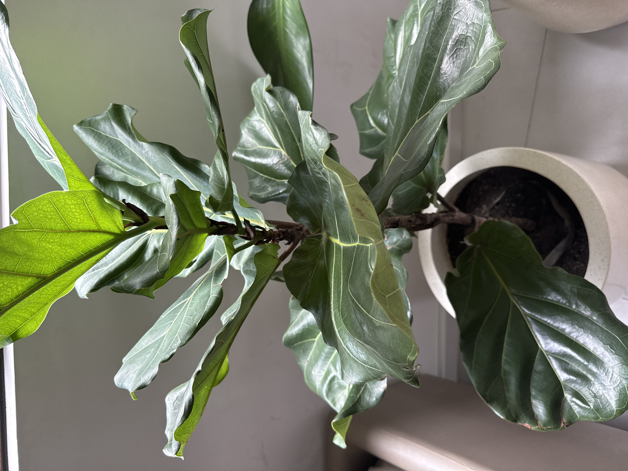 An overhead shot captures a fiddle-leaf fig (Ficus lyrata) plant indoors. The plant features large, dark green leaves with prominent, lighter green venation, characteristic of the species. Bright natural light, appearing to originate from the left, illuminates the plant, causing some leaves to appear backlit and highlighting their detailed texture and veins.
The plant is rooted in a simple, round, light-colored planter filled with dark soil, visible towards the right side of the frame. A woody stem or trunk from which the leaves branch out is also visible. While generally healthy, some leaves show minor imperfections such as slight curling, wrinkling, or subtle discoloration along the edges, including faint yellowish or reddish-brown patches on some tips. The background consists of a plain, light-colored wall or surface, indicating an indoor setting, likely well-lit by a window during the daytime. No specific human activity or text is visible in the image.