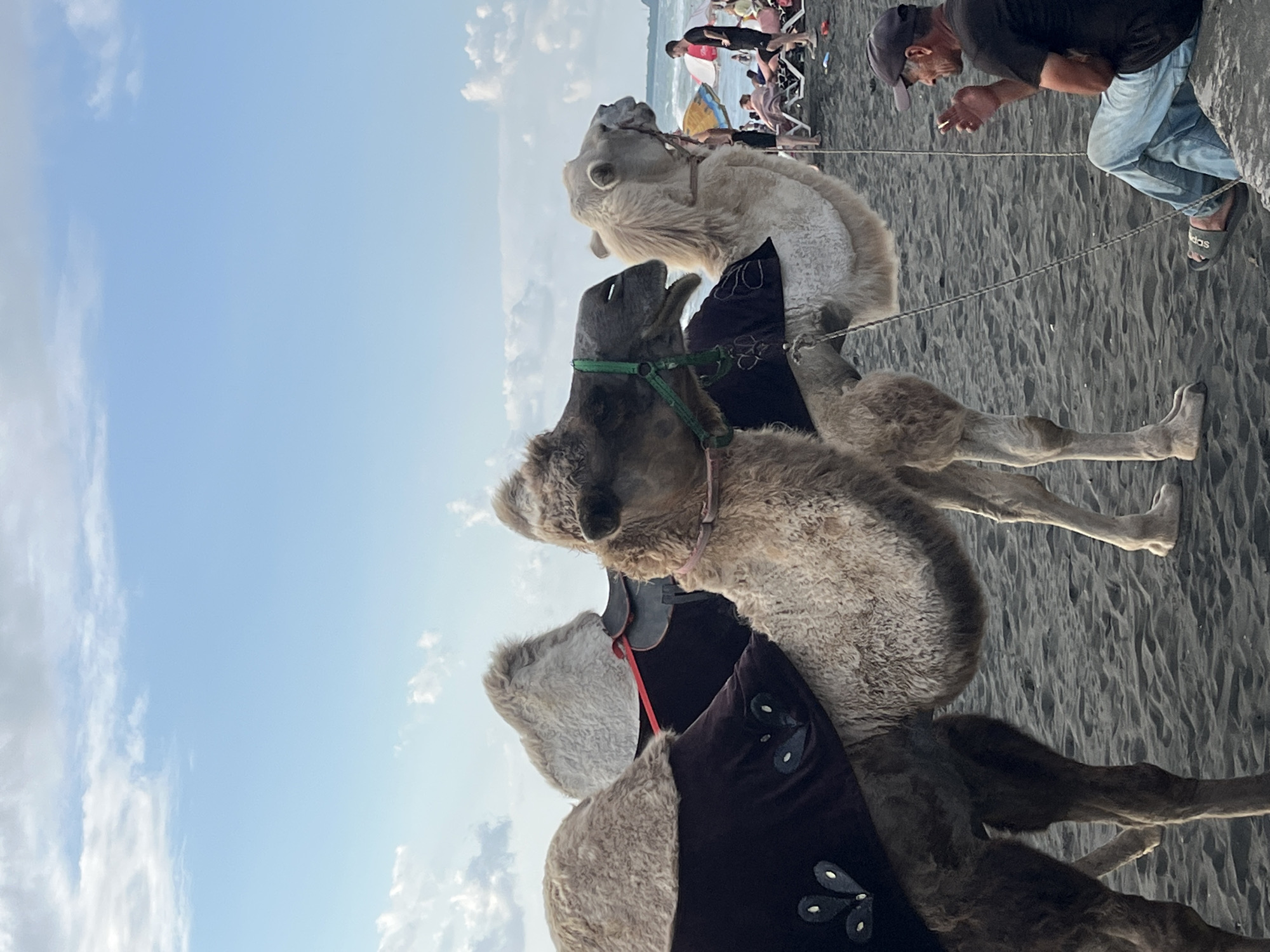 The image captures a scene on the beach in Ureki, Georgia, featuring two camels adorned with decorative saddles and blankets. The camel in the foreground is a darker shade, while the camel beside it is lighter in color. They are positioned on dark sand, typical of Ureki's beaches, with the Black Sea and a cloudy sky visible in the background. Several beachgoers are present, some seated on lounge chairs or under umbrellas, and a man in a dark t-shirt and blue jeans is seated on a rock, appearing to be smoking a cigarette and interacting with one of the camels. The overall atmosphere suggests a recreational setting with the camels likely offered for rides.