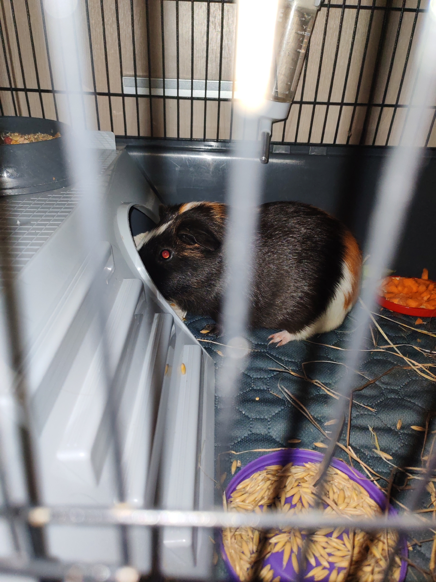 A guinea pig is seen in its cage in a room. The guinea pig is brown, black, and white and is partially inside a plastic feeding trough. The cage has a dark-colored base with some hay scattered on it. There are two food bowls in the cage, one with chopped carrots and another with what appears to be grains or seeds. A water bottle is attached to the side of the cage. The background shows vertical wooden paneling and bars of the cage. The image is taken from a slightly elevated angle, looking down into the cage.