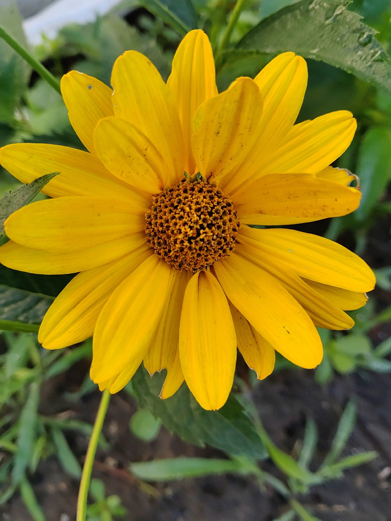 This is a close-up, eye-level, vertical shot of a bright yellow daisy-like flower. The flower's center is dark brown and textured, surrounded by numerous elongated, vibrant yellow petals that are slightly curved and overlap. Some petals show minor imperfections, such as small dark spots or slight tears at their edges. The background is out of focus, primarily consisting of green foliage and dark soil, suggesting an outdoor, natural setting. The lighting is bright, highlighting the flower's color and details. There is no indication of any specific location within the city of Kharkiv, Ukraine, or any human activity present in the image.