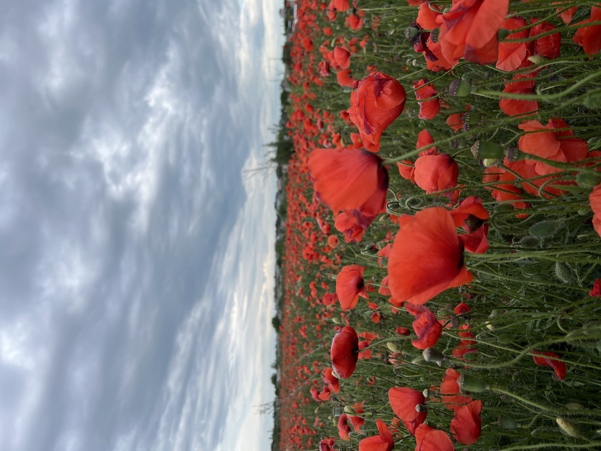 A close-up, eye-level view of a dense field of red poppies is captured under a heavily overcast, grey sky. The poppies, in various stages of bloom and with some seed pods visible, dominate the foreground and extend into the midground, creating a vibrant red carpet. In the far distance, a line of low-rise buildings and trees suggests a suburban or rural edge of a city. The scene is devoid of any people, animals, or vehicles. The overall impression is a natural landscape, with the city buildings serving as a backdrop. The location is identified as Ternopil, Ukraine.