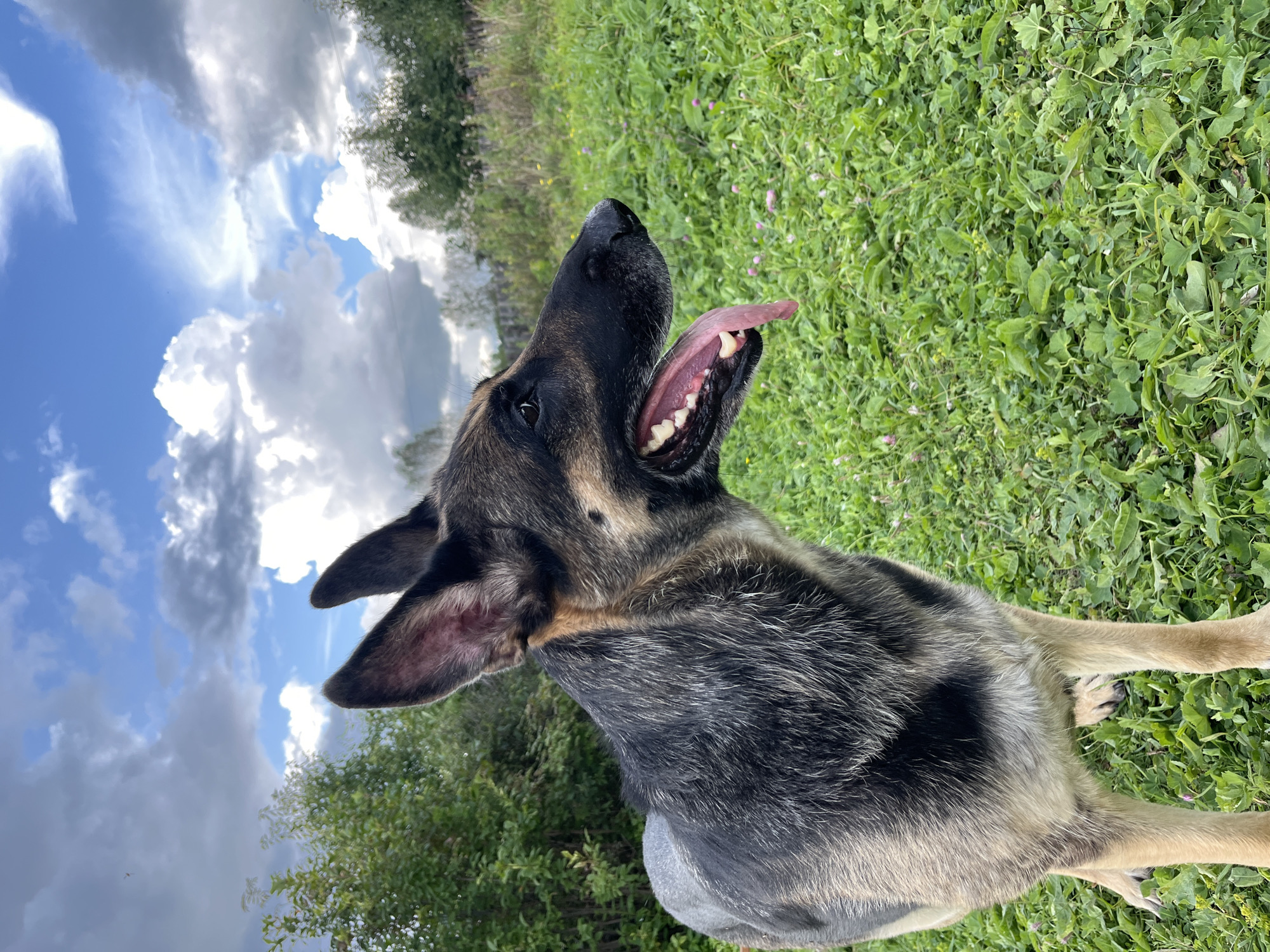 A medium shot photograph captures a German Shepherd dog in a grassy, outdoor setting. The dog is positioned in the left half of the frame, facing to the right with its mouth open and tongue extended. Its fur exhibits the characteristic black and tan markings of the breed. The background consists of lush green grass dotted with small pink flowers. Behind the grassy field, a line of trees and foliage is visible, leading to a cloudy sky with patches of blue. The overall impression is that of a dog in a natural environment, possibly a park or a field, on a day with mixed weather conditions. There is no discernible indication of the specific location within Nizhny Tagil, Russia, or any other urban features.