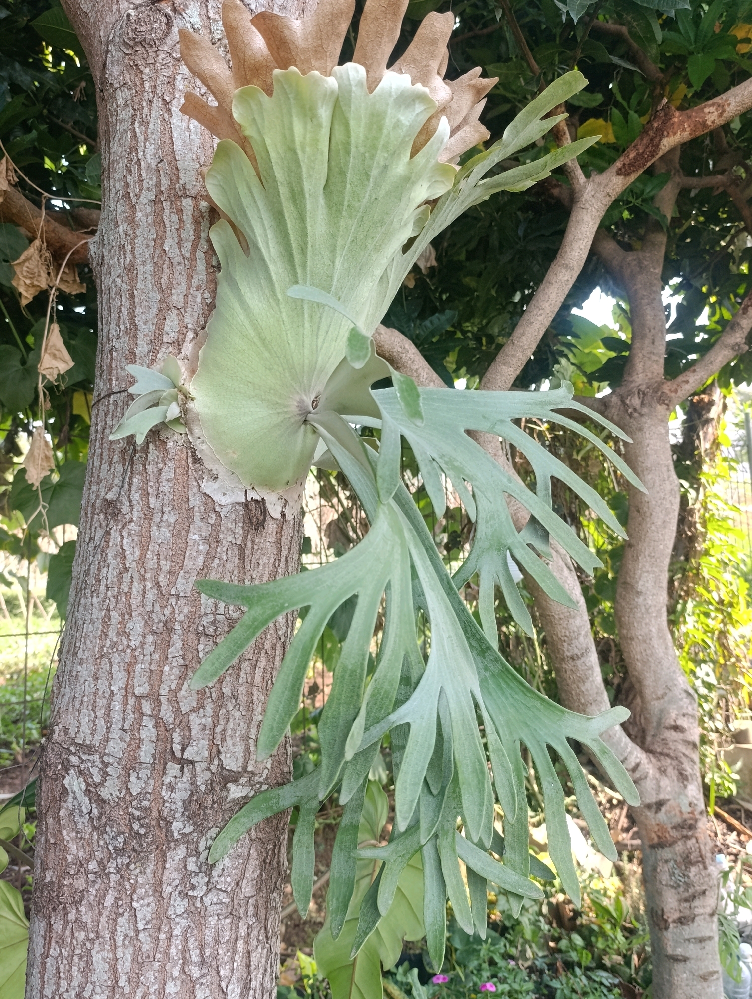 This is a close-up, eye-level, outdoor photograph of a staghorn fern (Platycerium) growing epiphytically on the trunk of a tree. The fern has two distinct types of fronds: the larger, shield-like basal fronds which are tan and brown, and the hanging, deeply lobed fertile fronds which are green. The tree trunk is rough and textured, with gray and brown bark. The background consists of blurred greenery, including other tree branches and foliage, suggesting a lush, possibly tropical environment. The lighting indicates it is daytime, with sunlight filtering through the leaves. There are no people or animals visible in the image. The scene is likely a garden or natural setting in Ciwaruga, Indonesia, given the context of the request.