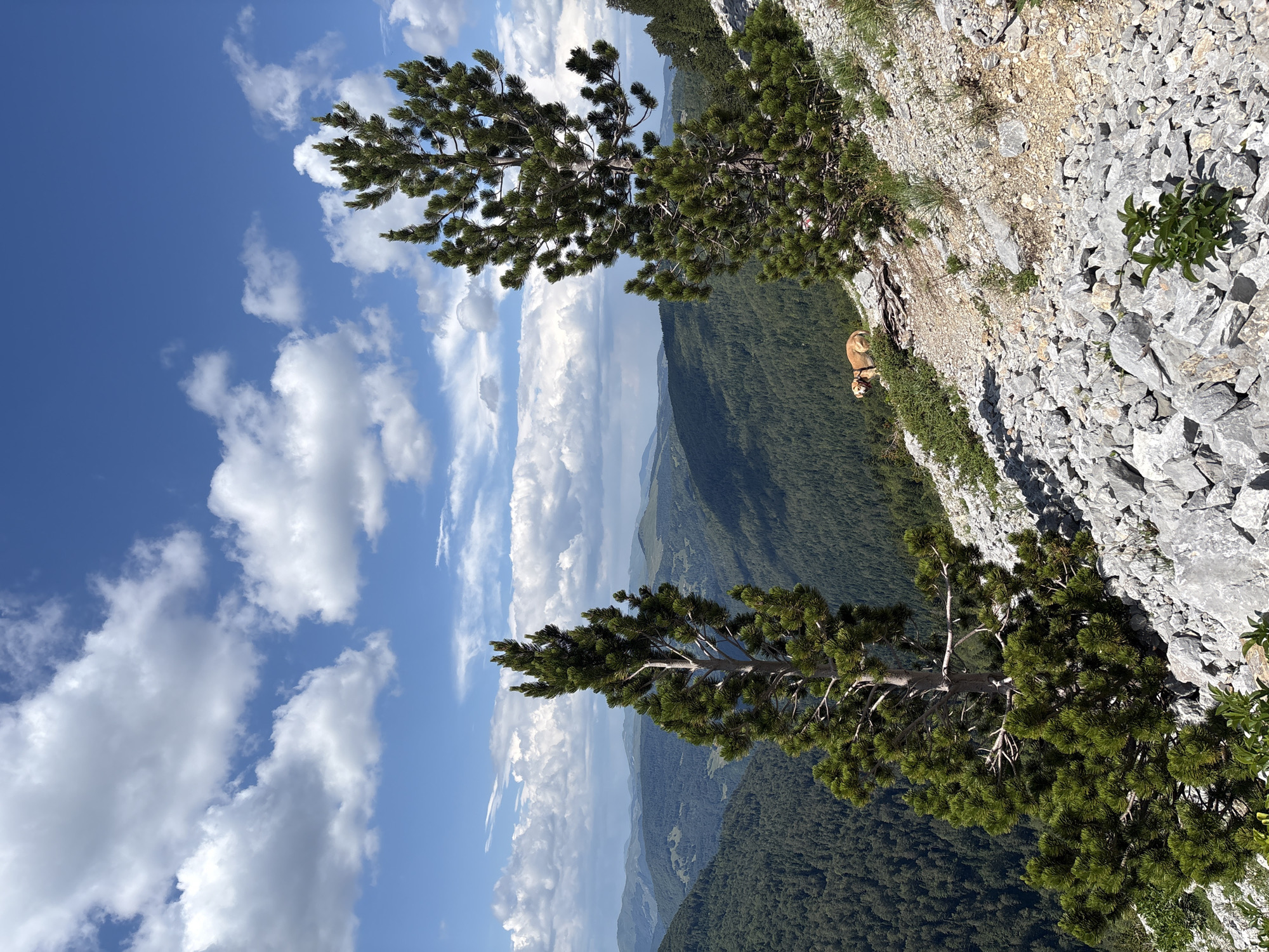 An outdoor, eye-level, medium shot captures a panoramic view of a mountainous landscape in Katun Vulića, Montenegro. The foreground is a rocky, steep slope with scattered green vegetation. Two tall, slender pine trees stand prominently in the middle ground, one on the left and another on the right, with lush green needles. In the distance, layers of forested mountains recede into the horizon under a bright blue sky filled with fluffy white clouds. A tan-colored dog, wearing a red collar, is visible on the rocky slope between the two pine trees, lying down and facing left. The overall impression is one of a serene and rugged natural environment.