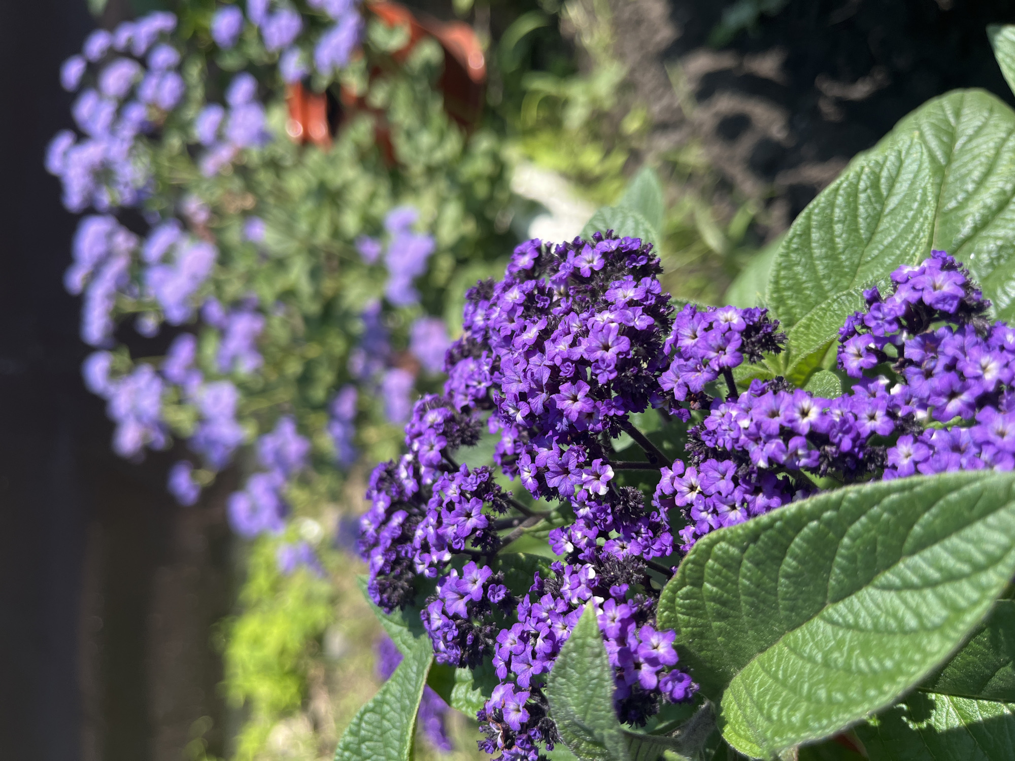 This is a close-up, eye-level, outdoor photograph of heliotrope flowers in full bloom. The foreground is dominated by clusters of small, vibrant purple flowers with white centers, interspersed with broad, textured green leaves. The flowers are arranged in dense, spiky clusters. In the background, out of focus, are more heliotrope plants with lighter purple blossoms, along with greenery and glimpses of brown soil and reddish-brown terracotta pots. The lighting suggests a sunny day. The image appears to be taken in a garden setting. The prompt requests information about the location in Saratov, Russia, however, there are no visual cues in the image to determine this specific location.
