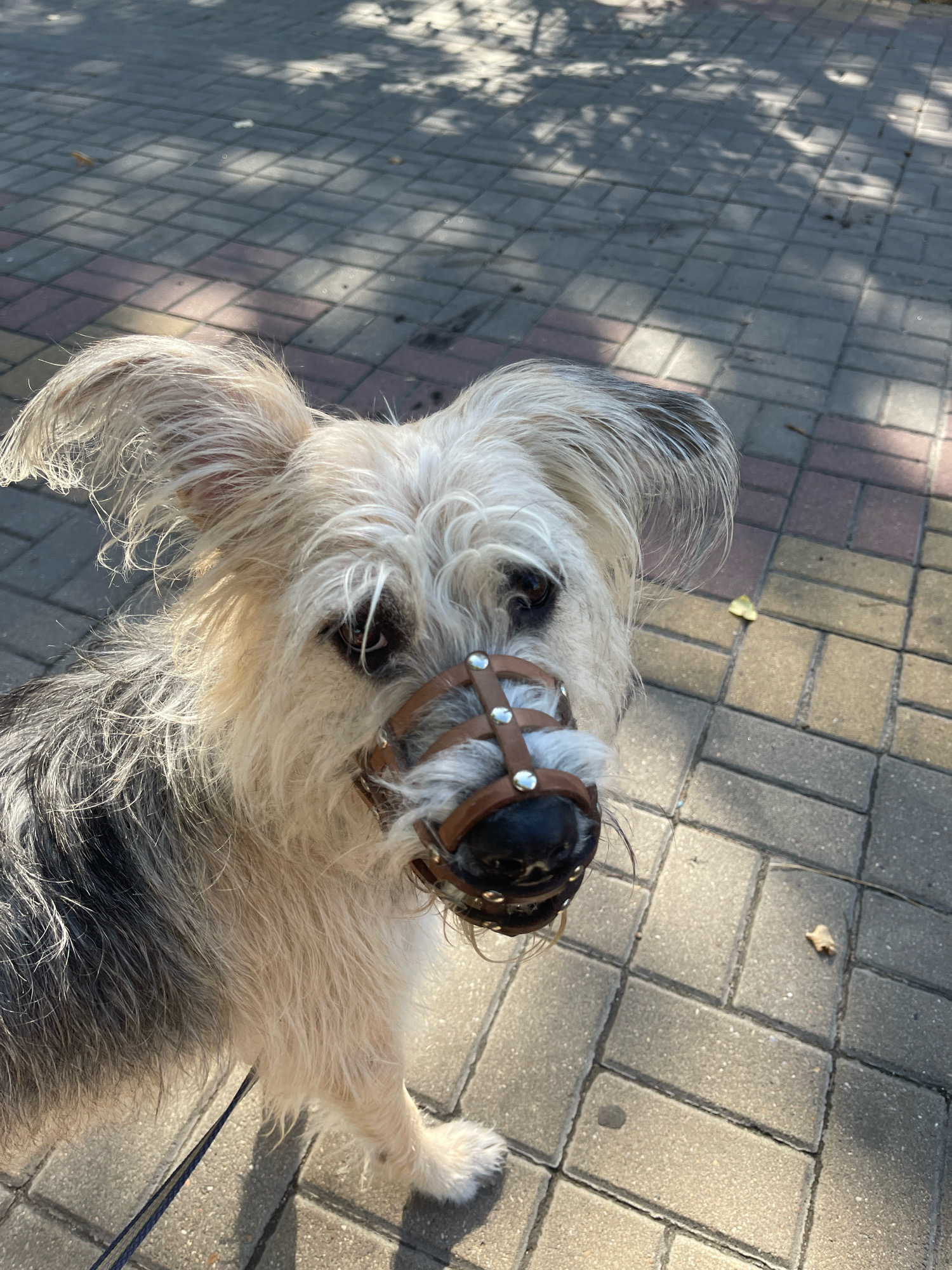 The image shows a medium-sized, scruffy dog with light-colored fur and black and gray markings. The dog is wearing a brown leather muzzle with metal grommets. It is standing on a paved walkway, possibly in a park or on a city street, with dappled sunlight filtering through trees. The walkway is made of rectangular interlocking pavers in shades of gray, beige, and pinkish-brown. A portion of a blue and black leash is visible. There are scattered leaves on the ground. The specific location in Lipetsk, Russia is not discernible from the image.